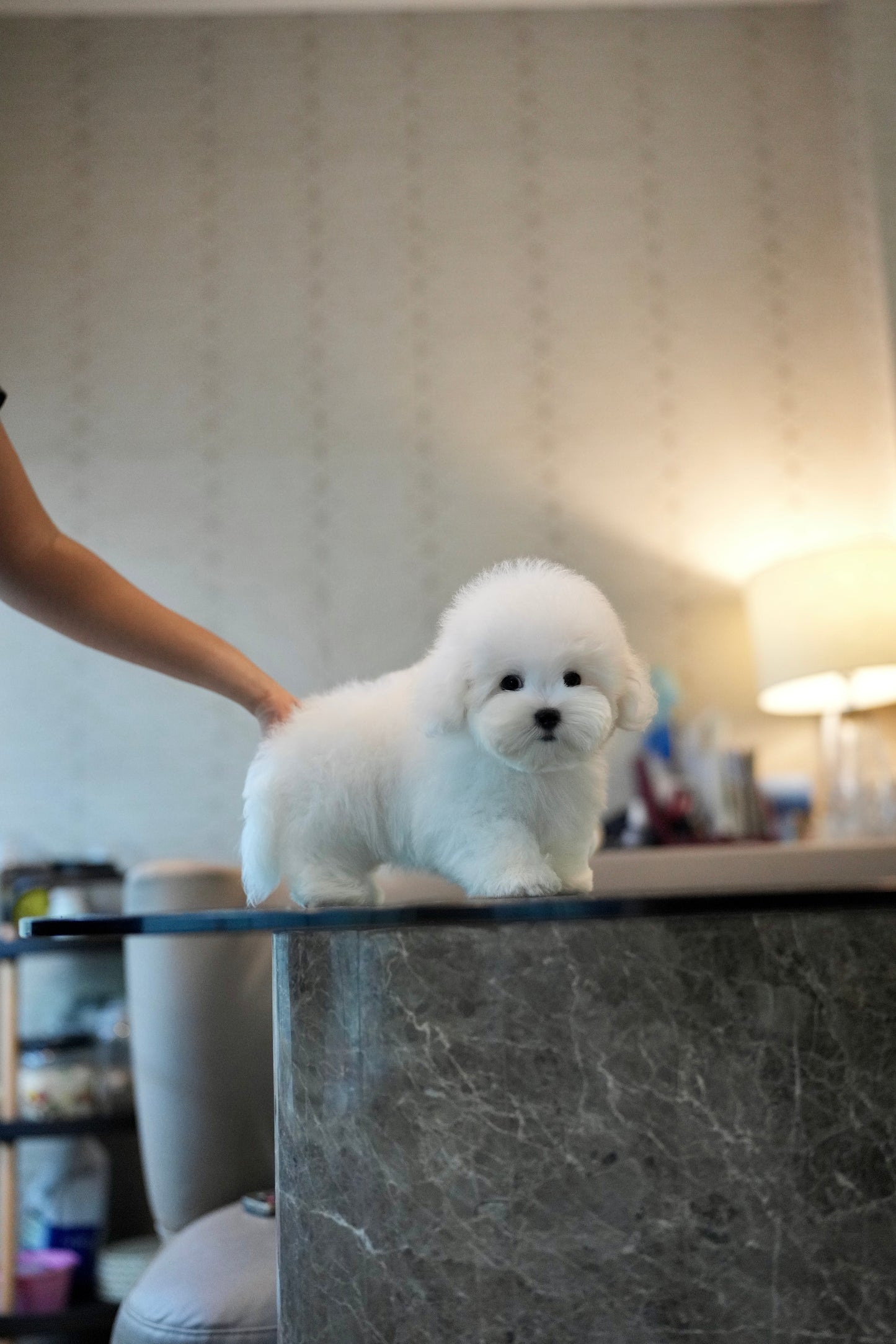 Conrad - Coton de Tulear (White)