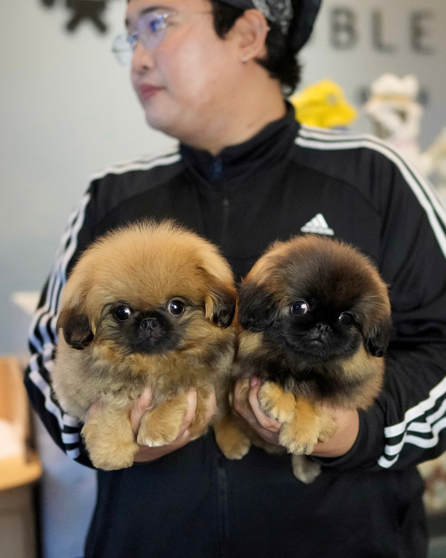 Henry - Long Haired Pekingese (Sable)