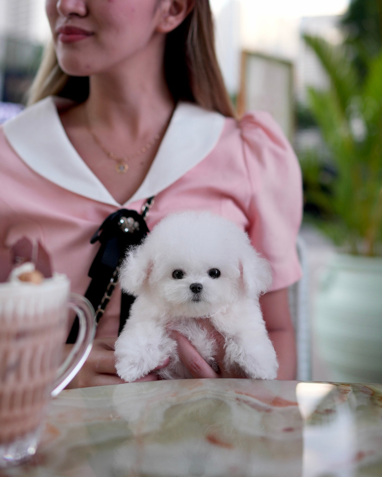 Mia - Mini Bichon (White)