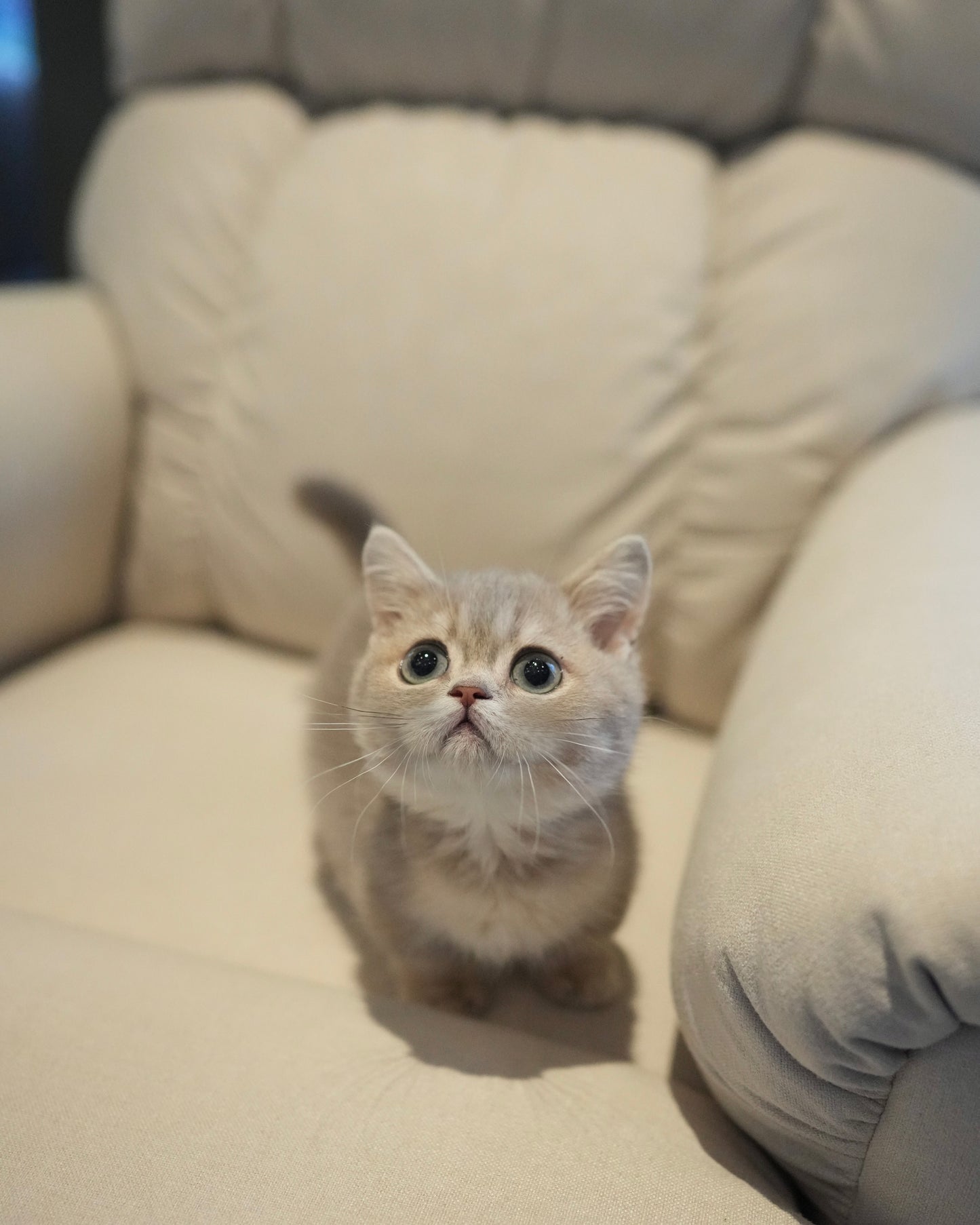Dominic - Munchkin (Blue Gold)