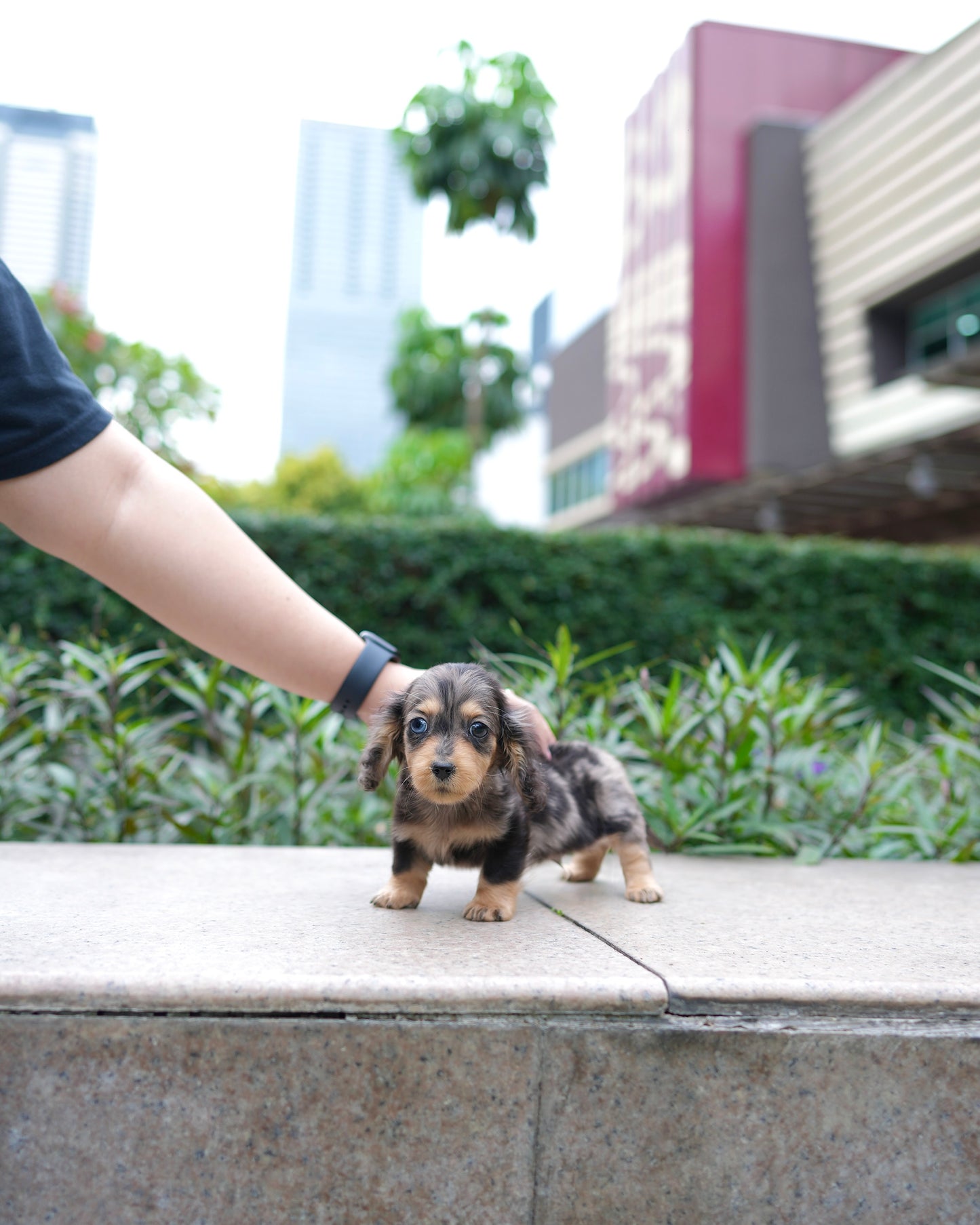 Dustin - Long Haired Dachshund (Dapple - Merle)