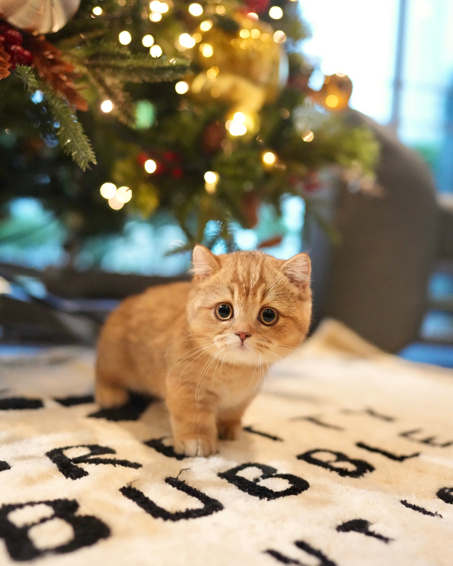 Darcy - Munchkin (Gold)