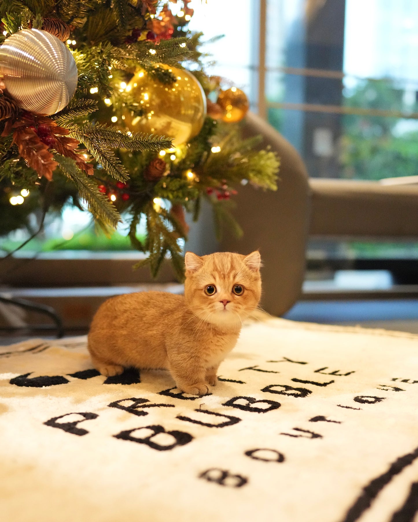 Darcy - Munchkin (Gold)