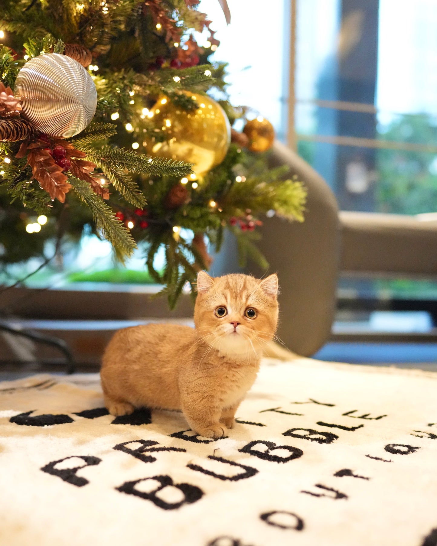 Darcy - Munchkin (Gold)