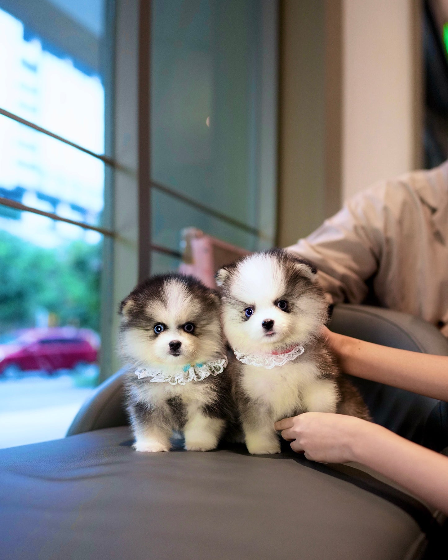 Tilly - Mini Pomsky (Black & White)