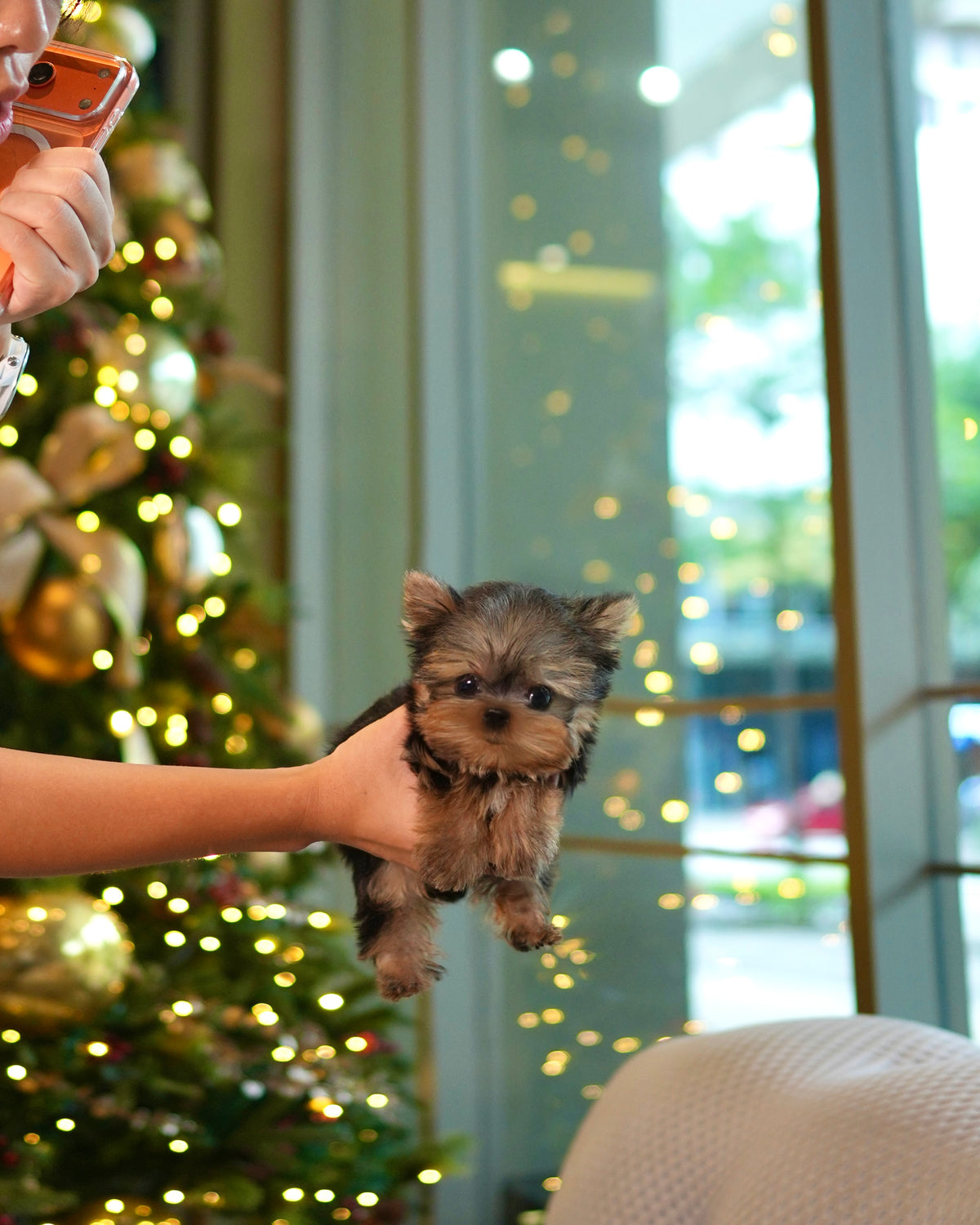 Aria - Teacup Yorkshire Terrier (Silver)