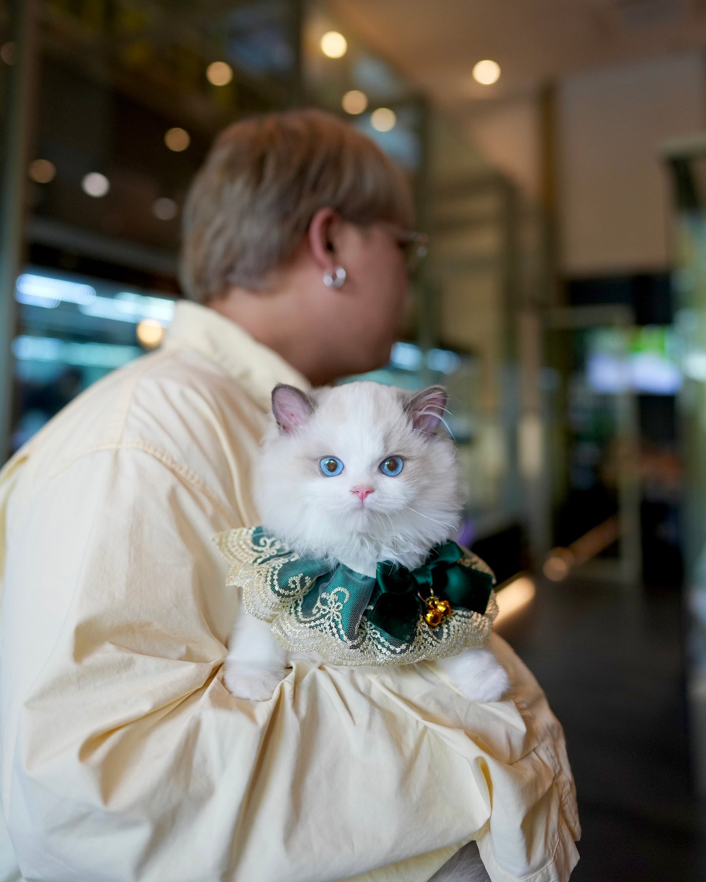 Will - Ragdoll Munchkin (Blue Bi-Color)