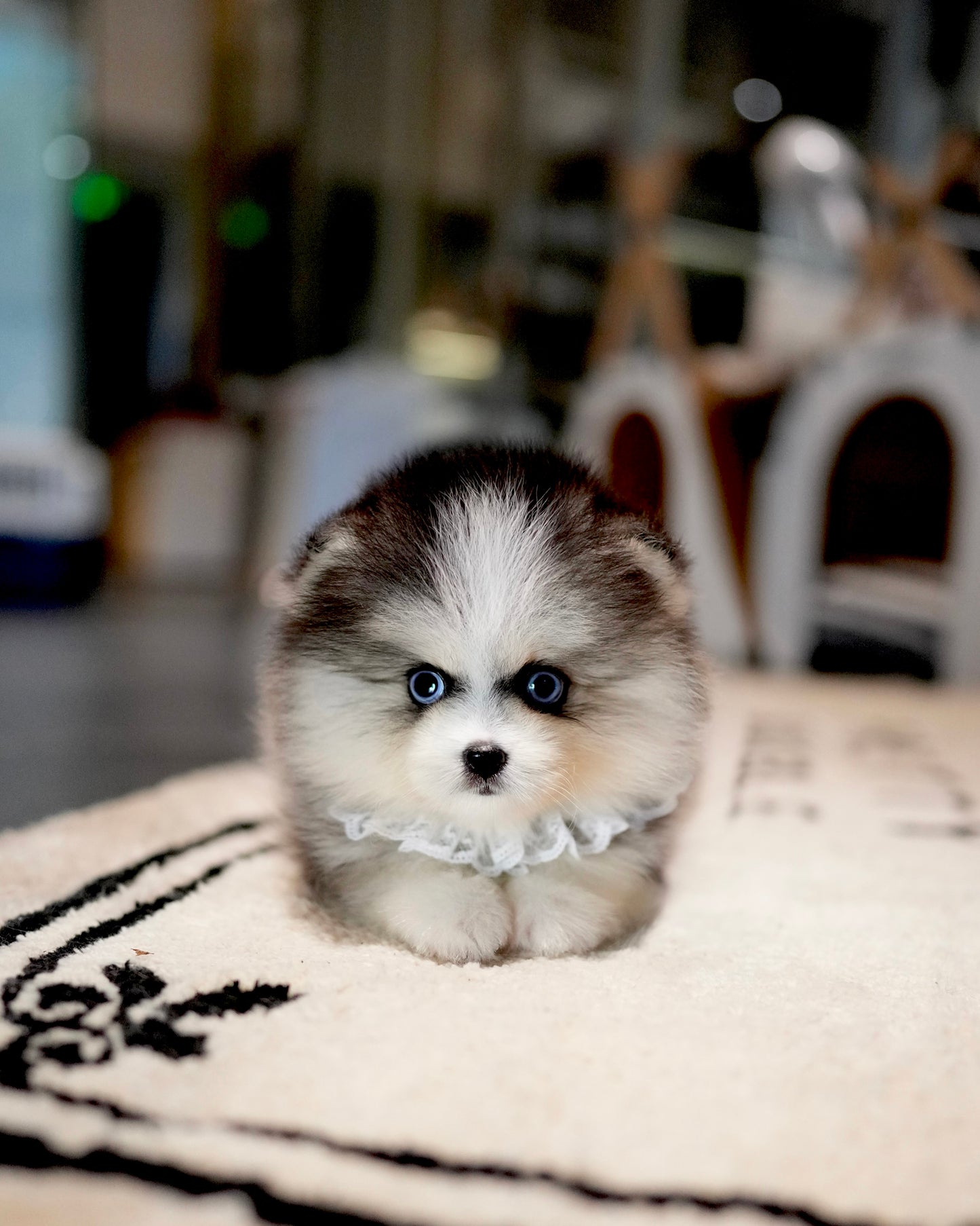 Troy - Mini Pomsky (Black & White)