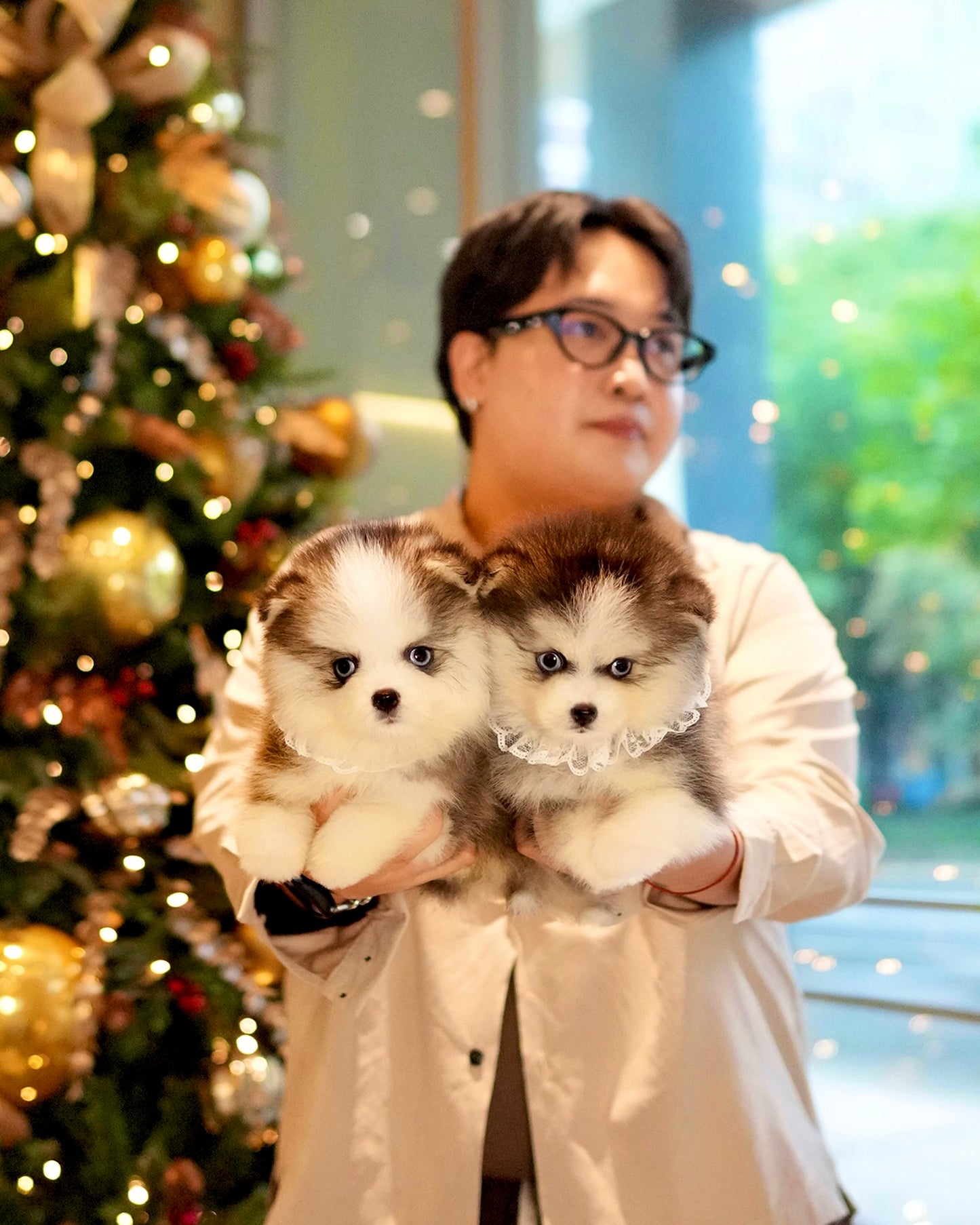 Tilly - Mini Pomsky (Black & White)