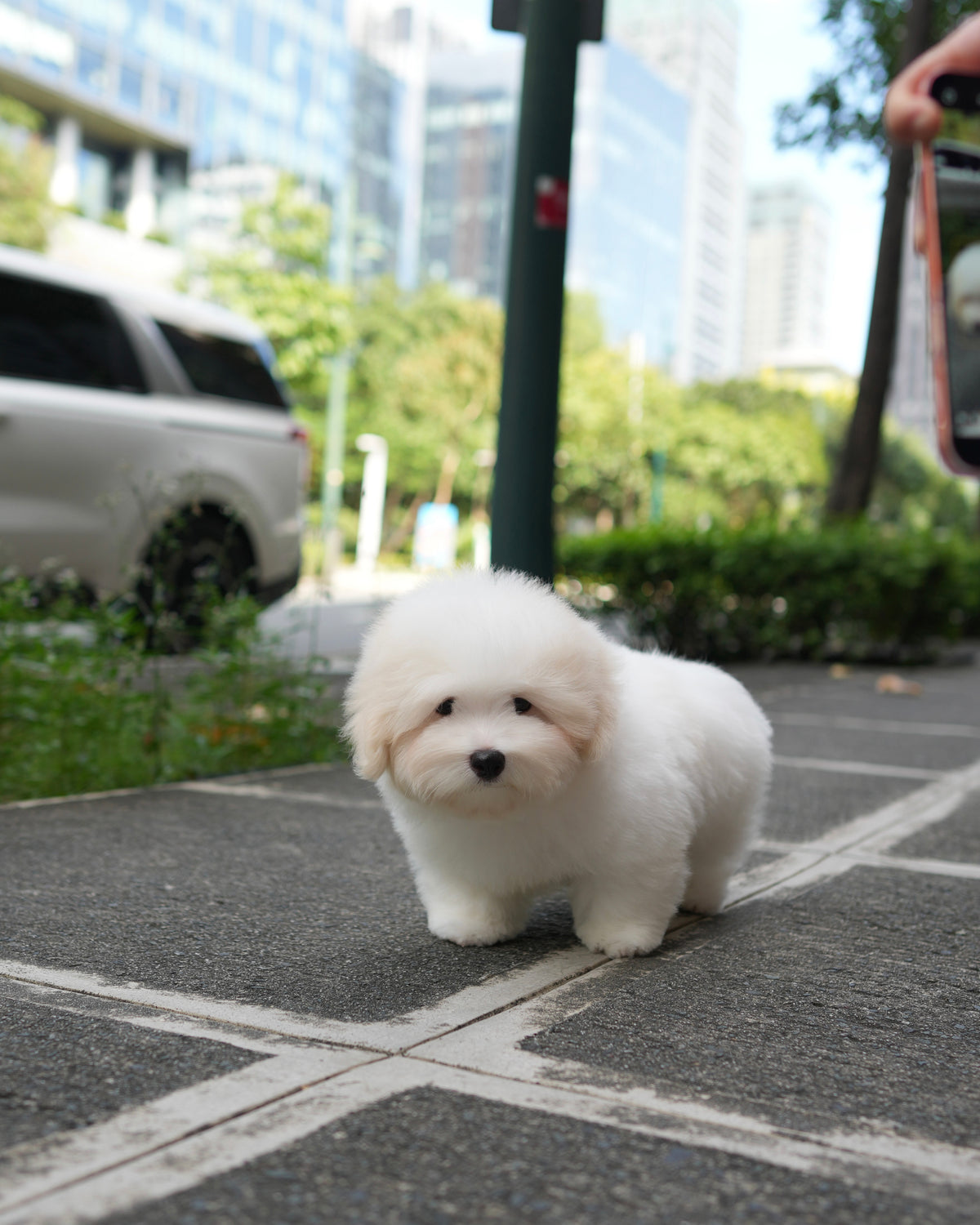 Robert - Coton de Tulear (White)