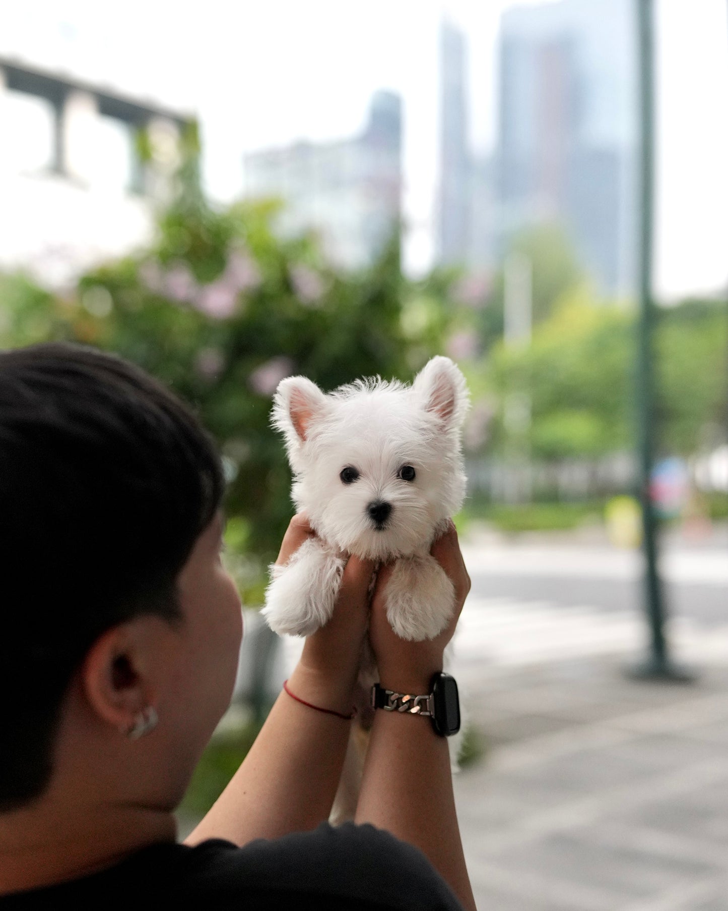 Jady - West Highland White Terrier (White)