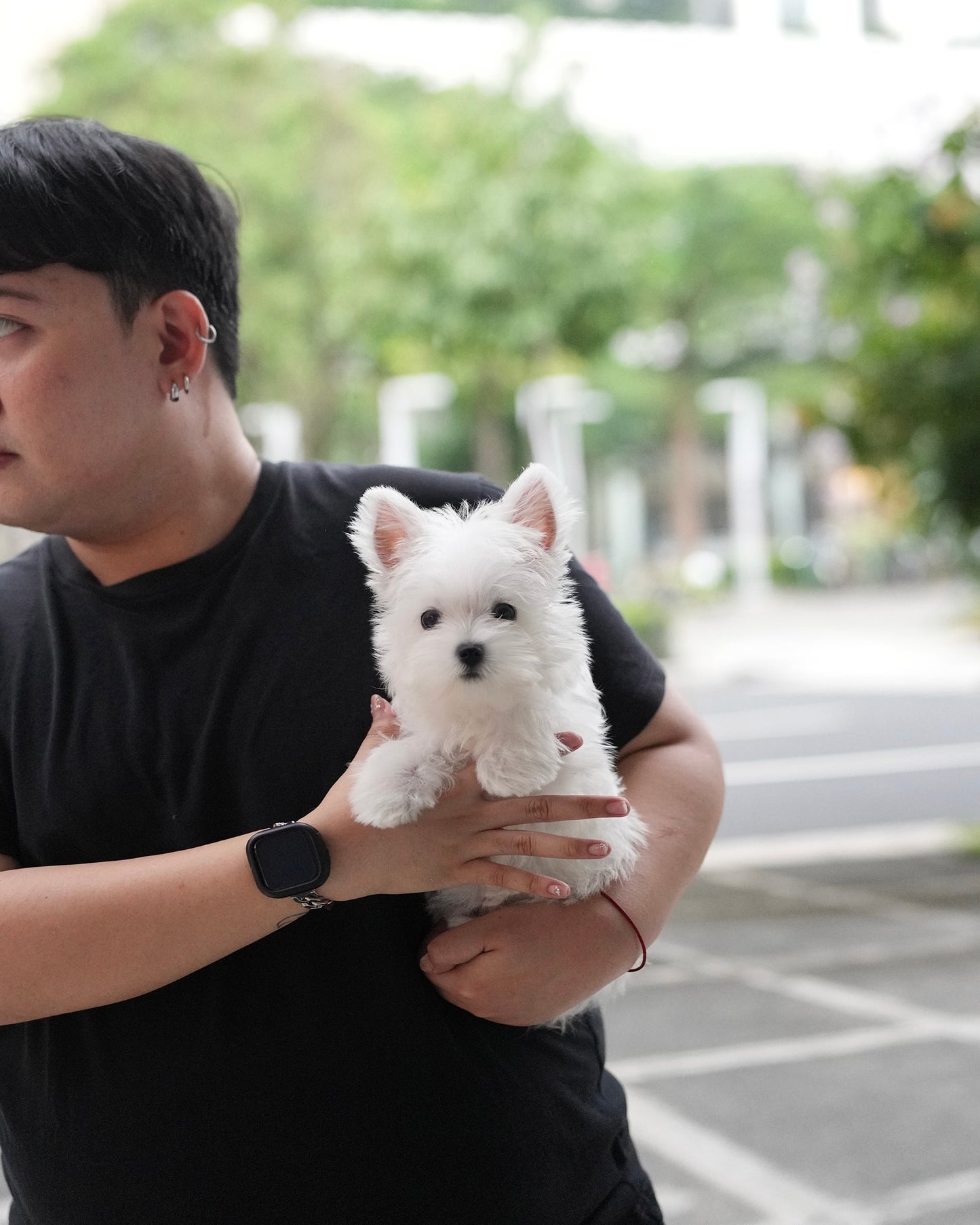 Jady - West Highland White Terrier (White)