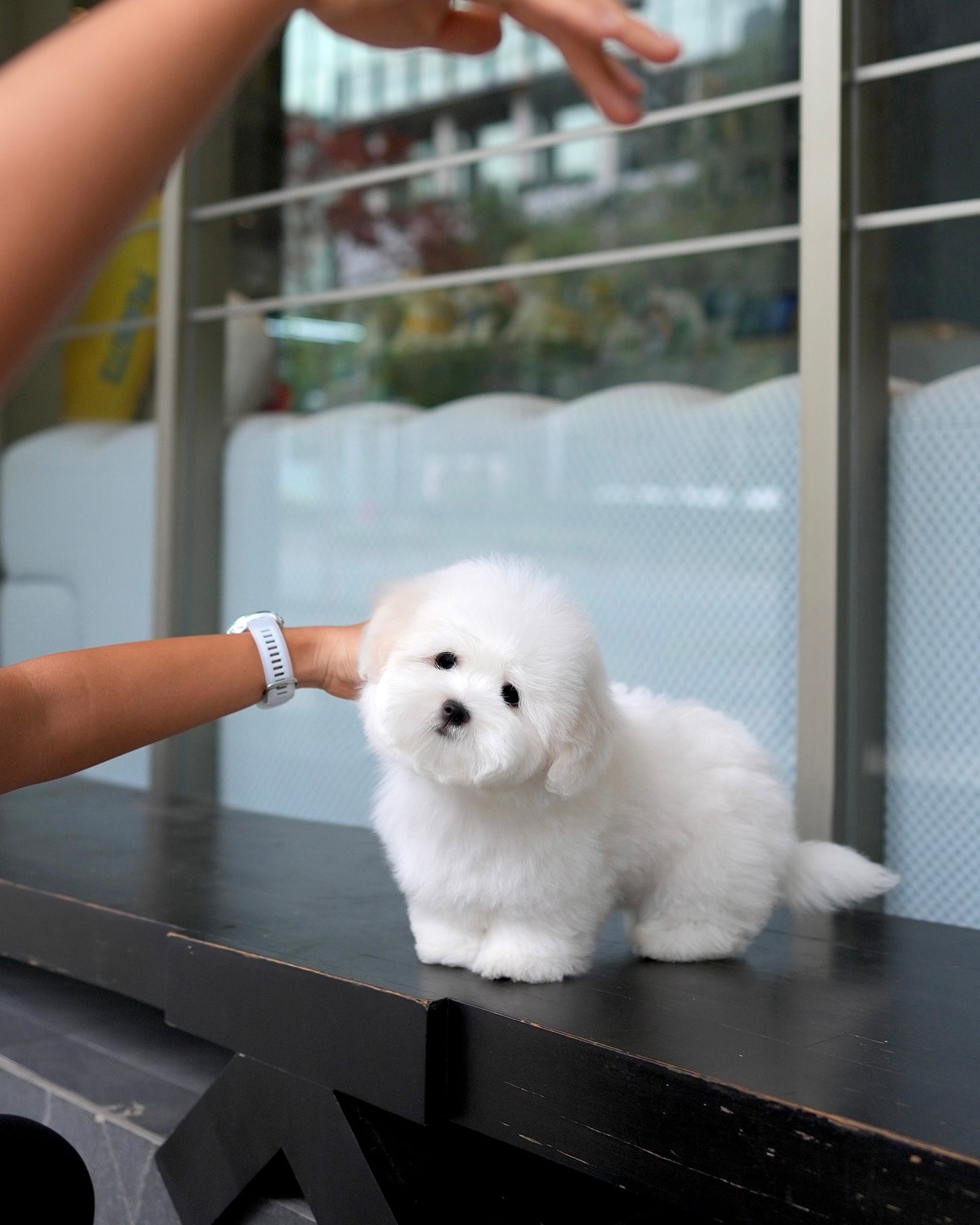Moli - Coton de Tulear (White)