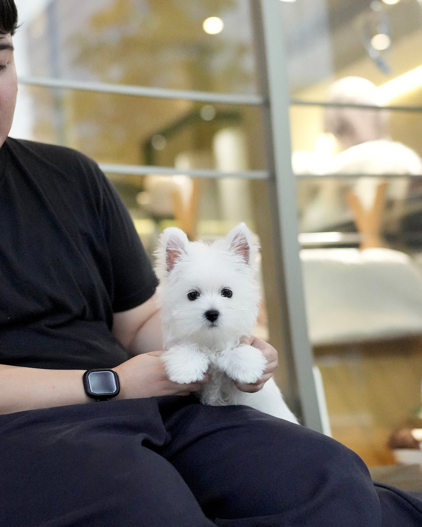 Jady - West Highland White Terrier (White)