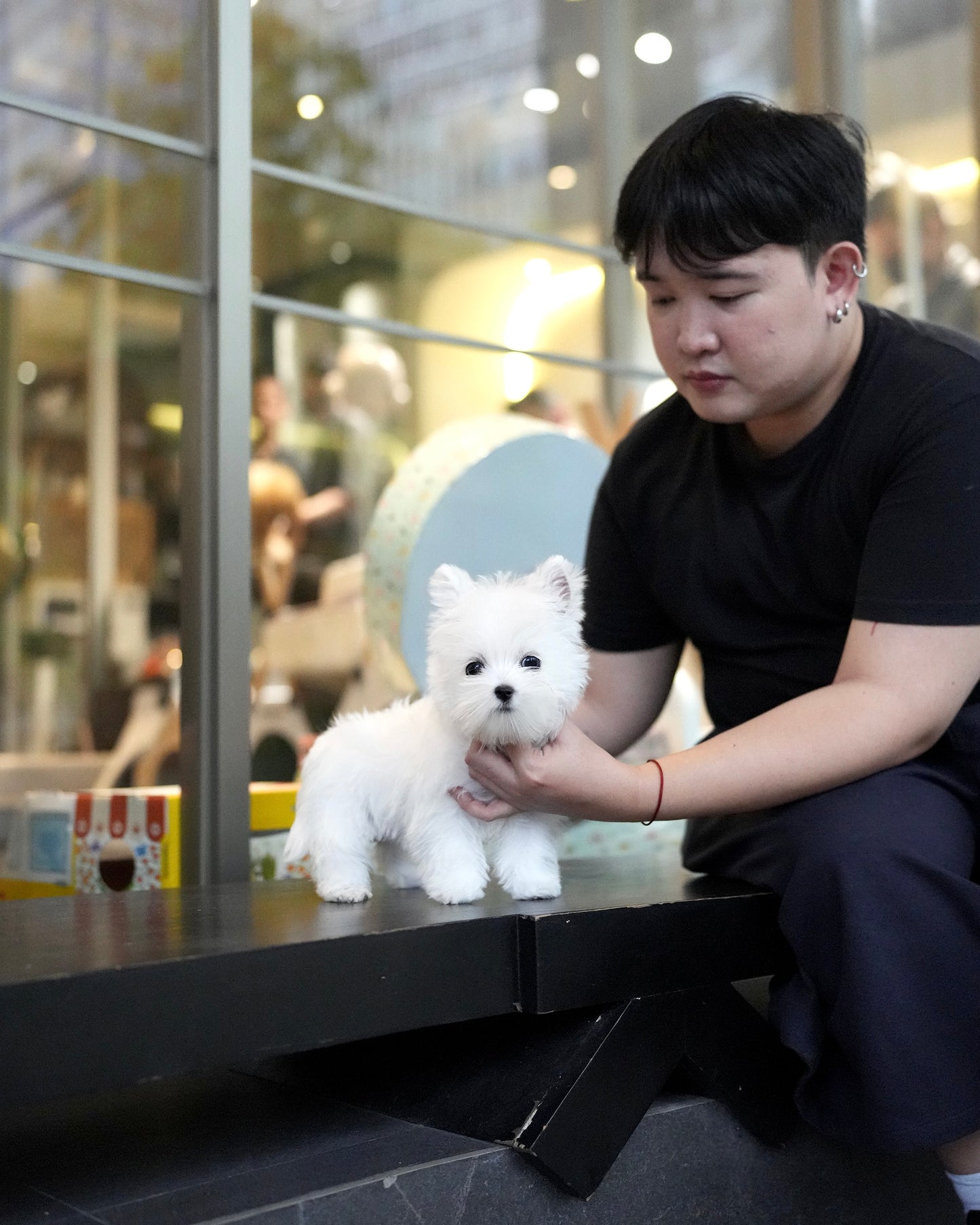 Jady - West Highland White Terrier (White)