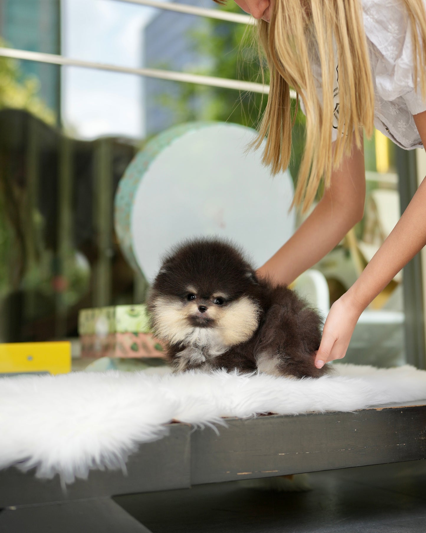 Steven - Pomeranian (Black Tan)