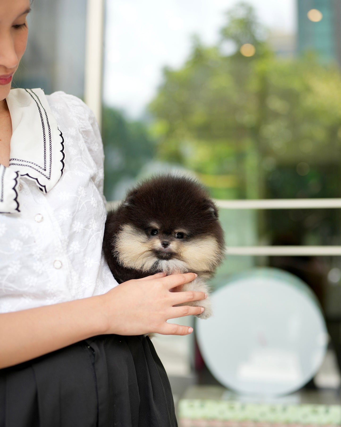 Steven - Pomeranian (Black Tan)