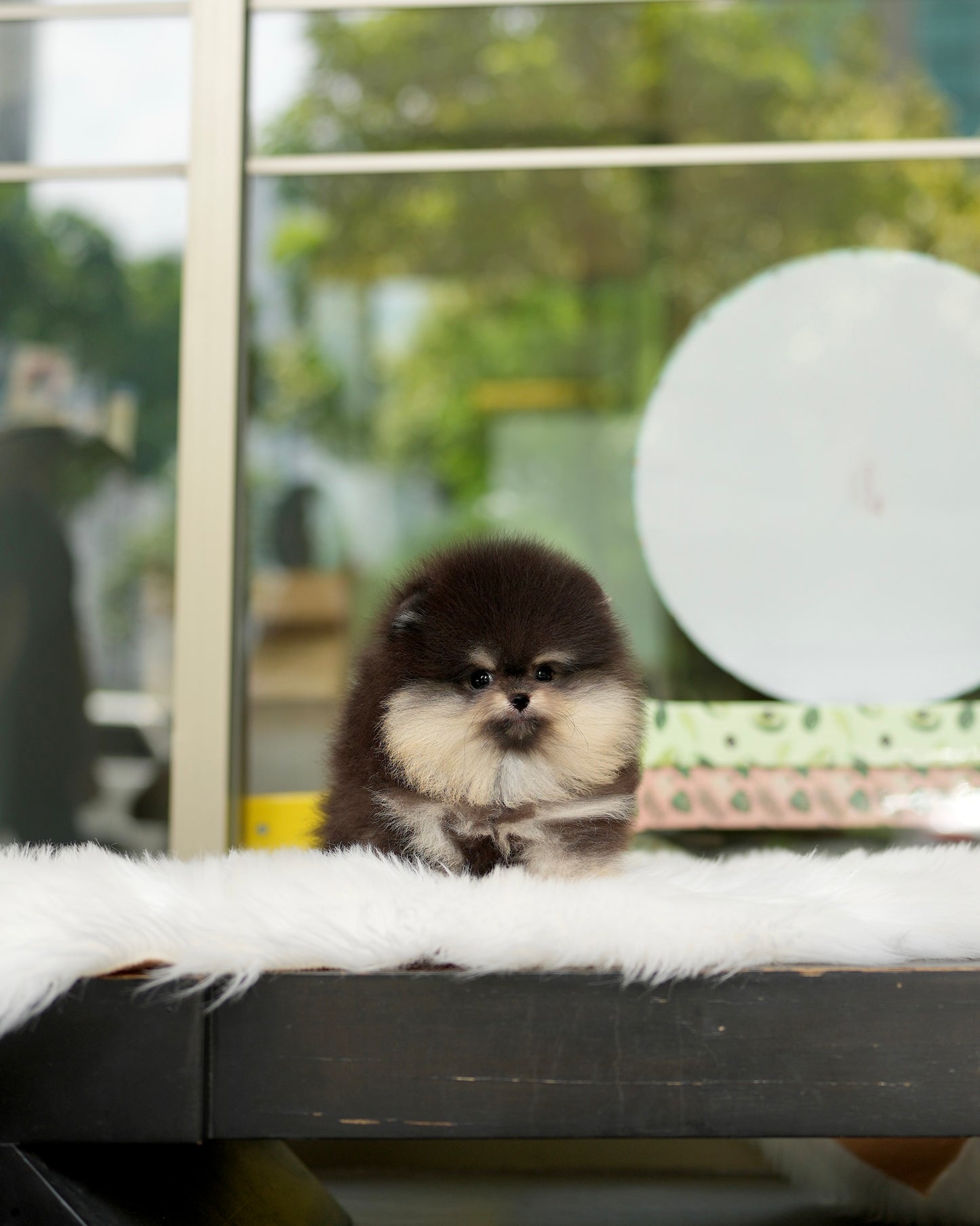 Steven - Pomeranian (Black Tan)