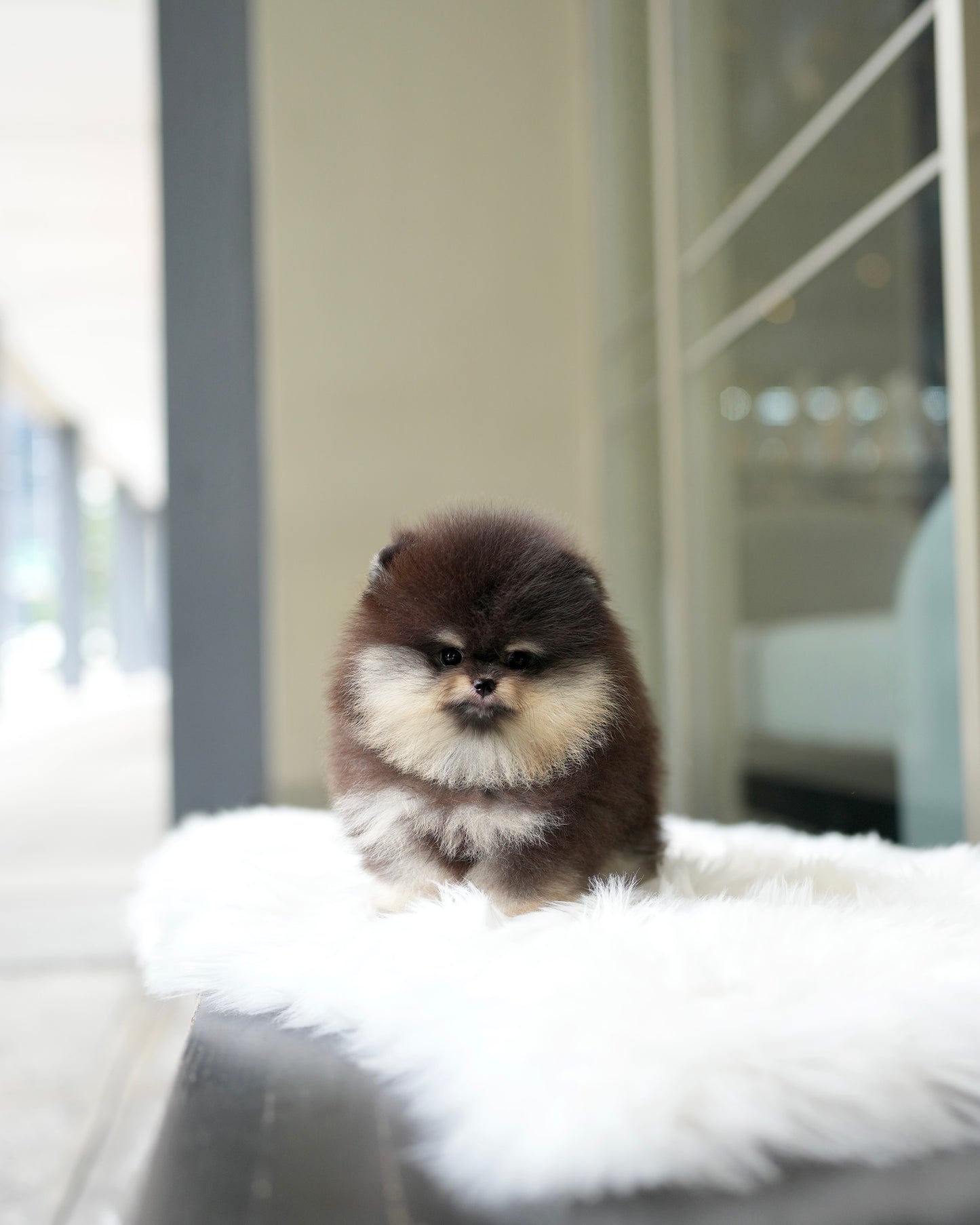 Steven - Pomeranian (Black Tan)