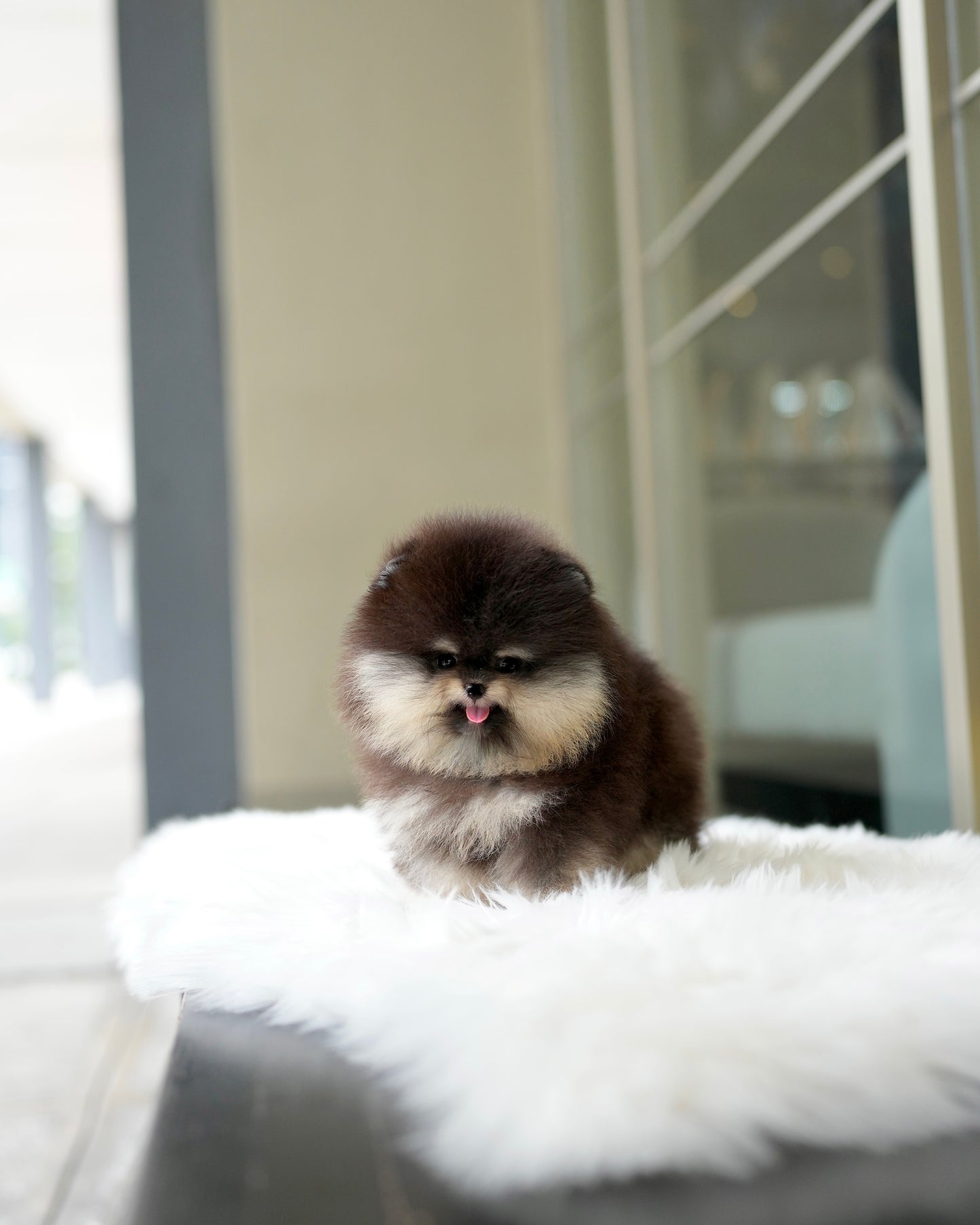 Steven - Pomeranian (Black Tan)