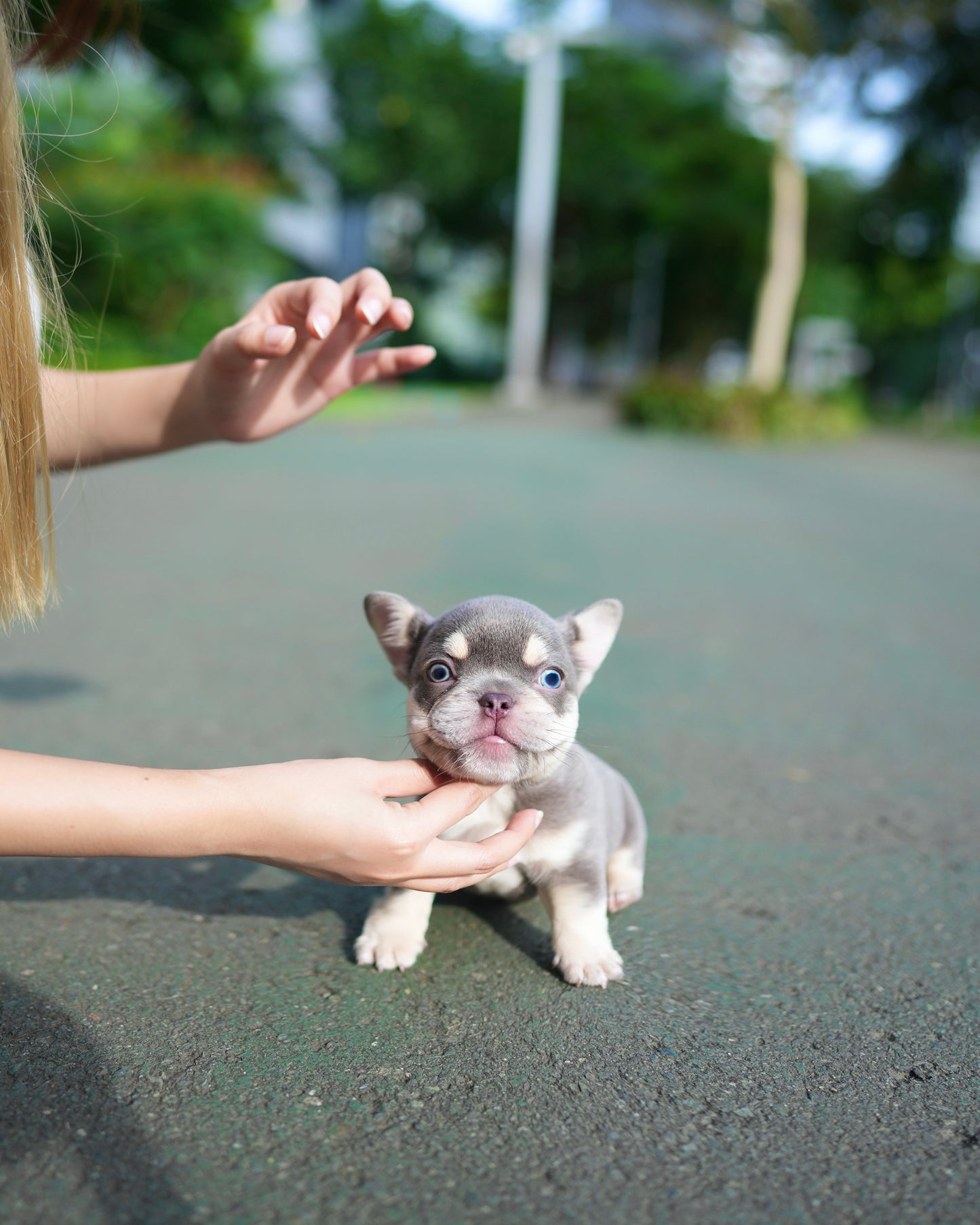 Leo - French Bulldog (Lilac Tan)