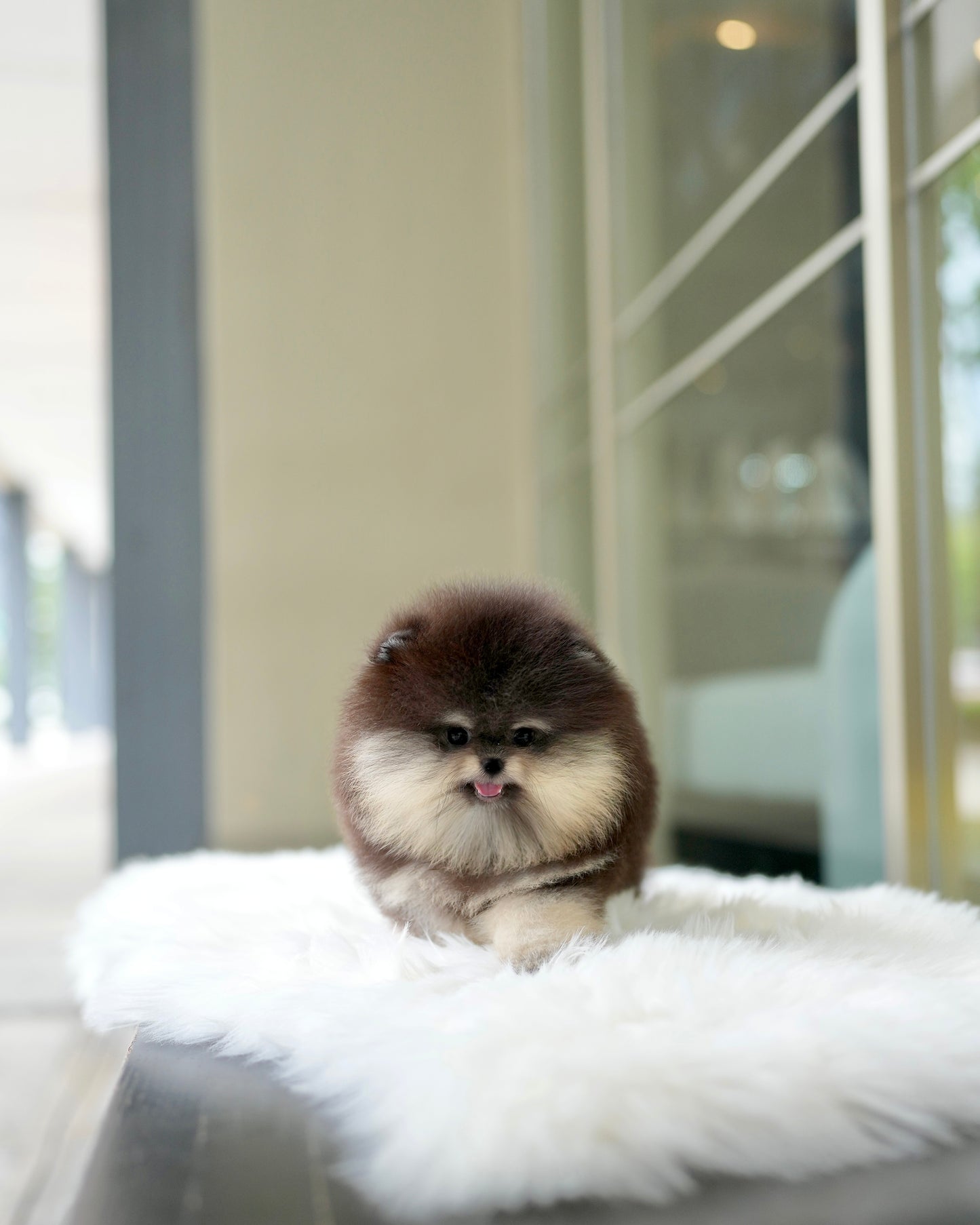 Steven - Pomeranian (Black Tan)