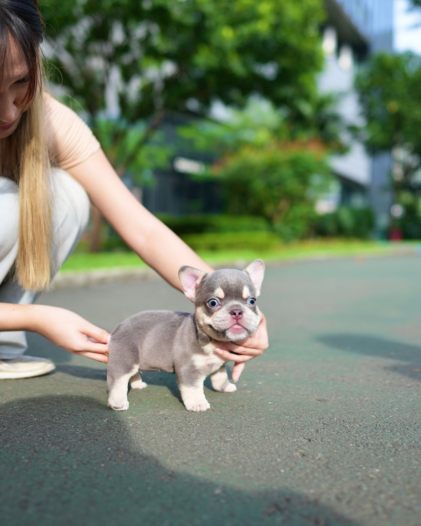 Leo - French Bulldog (Lilac Tan)