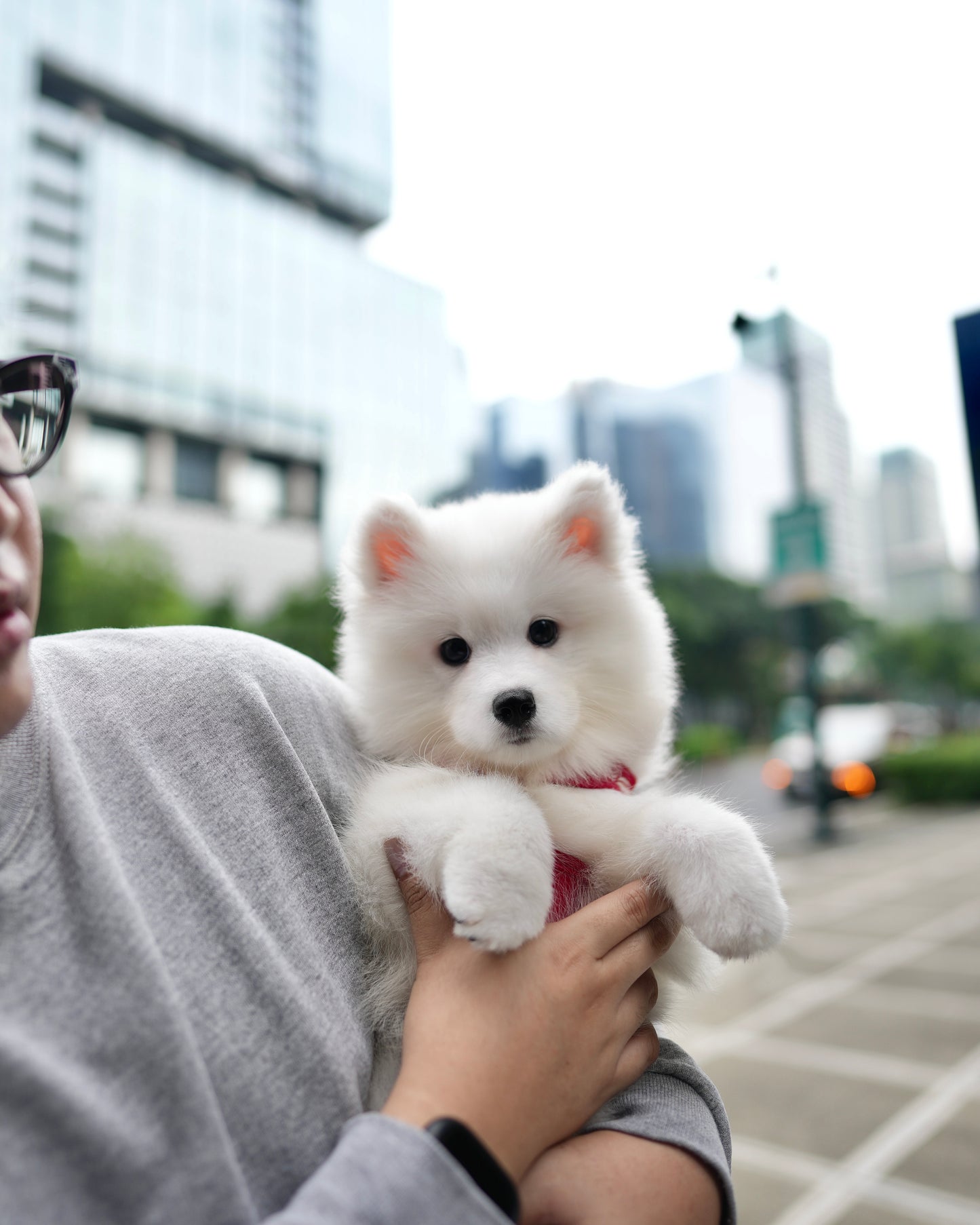 Max - Samoyed (White)