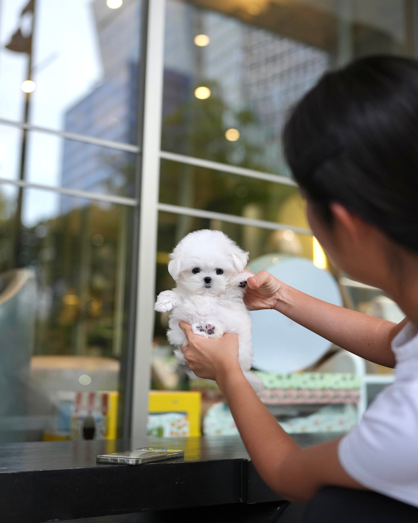 Adam - Maltese (White)