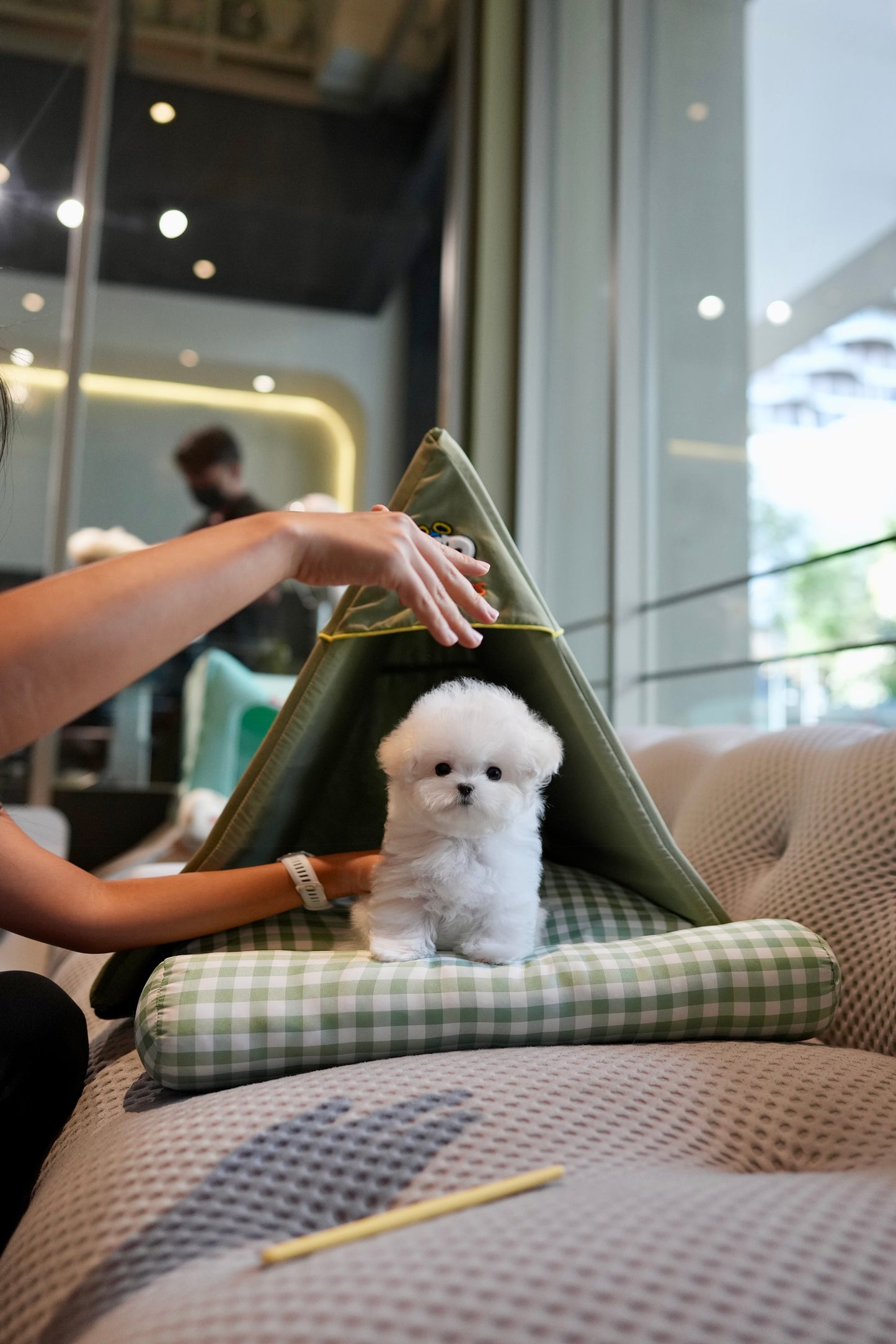 Zebby - Mini Bichon (White)