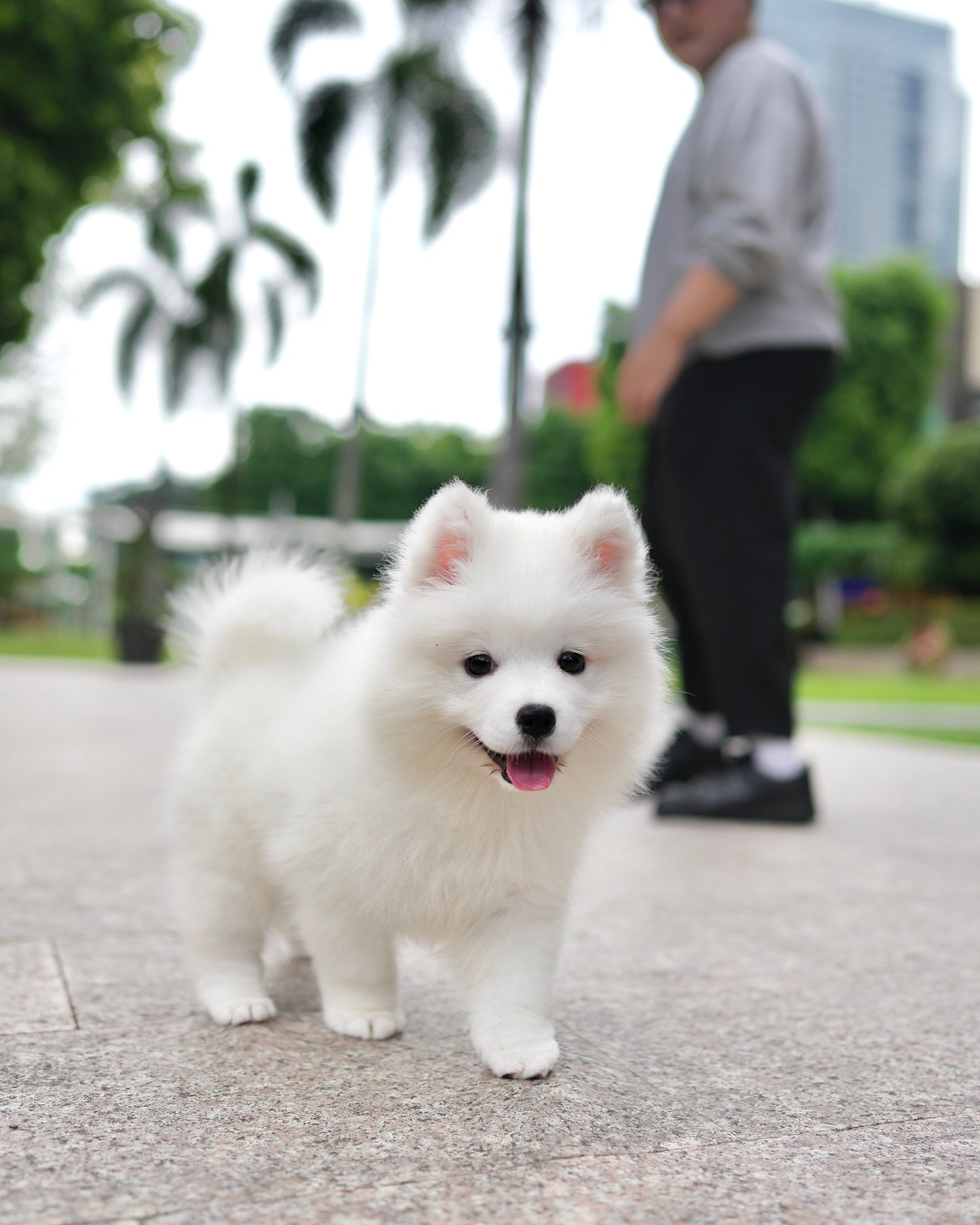 Max - Samoyed (White)