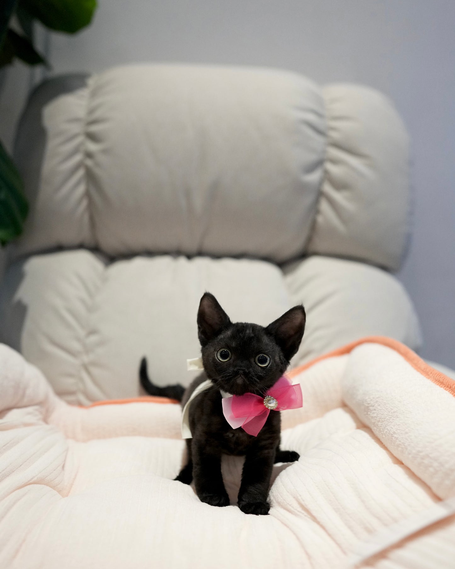 Reese - Devon Rex (Black)