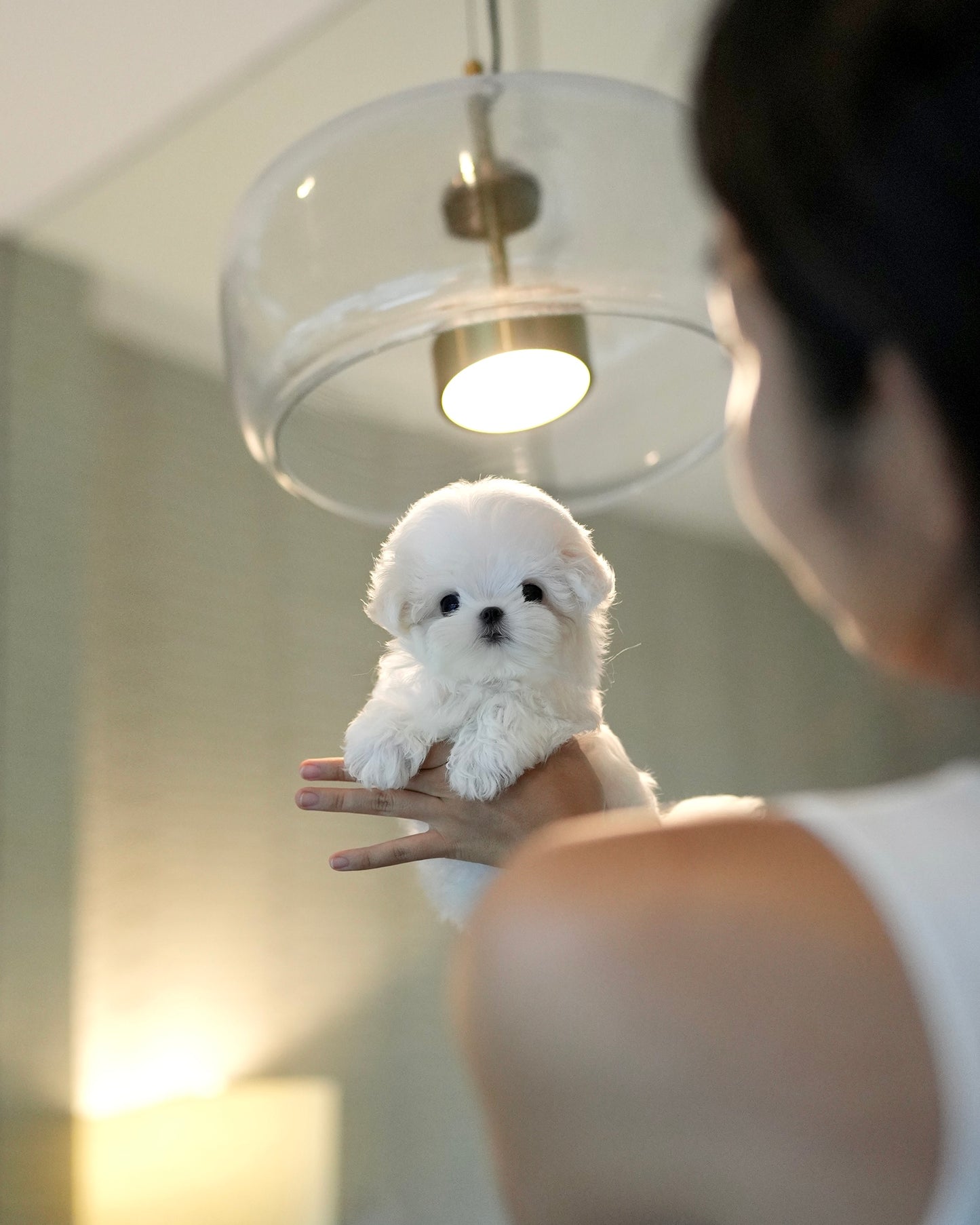 Olivia - Maltese (White)