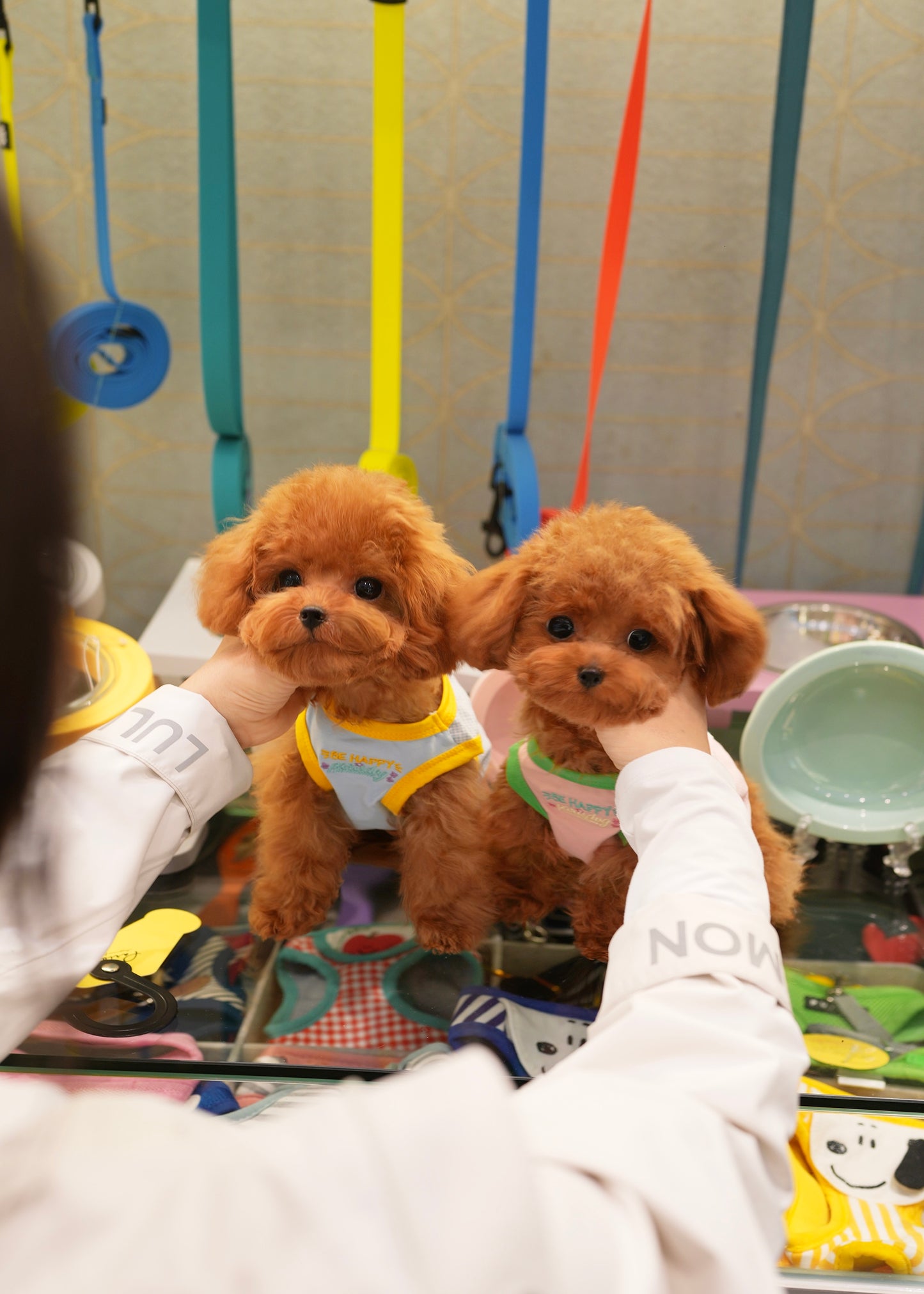 Luisa - Tiny Poodle (Red)