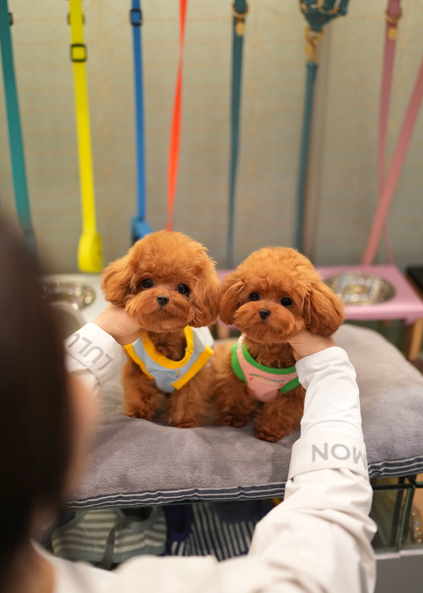 Luisa - Tiny Poodle (Red)
