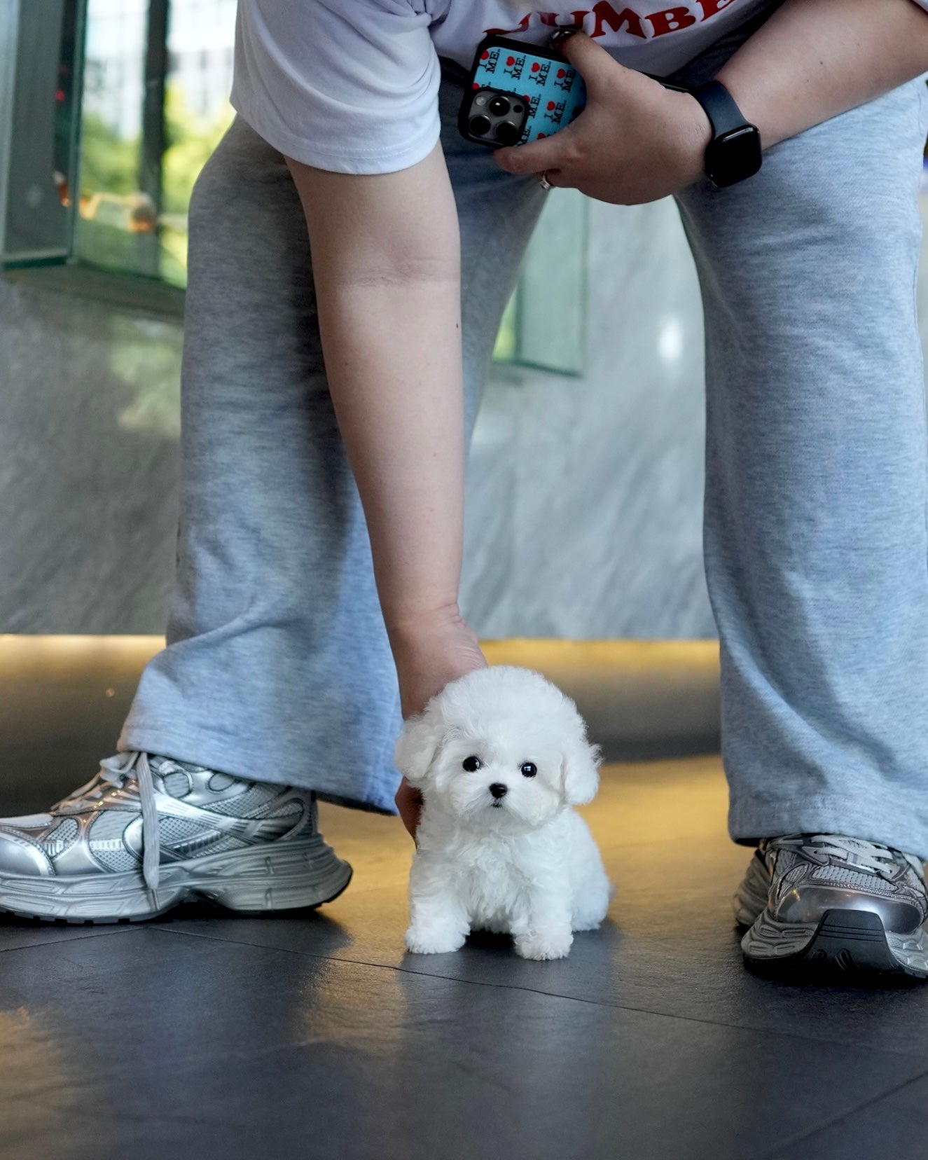 Jia - Mini Bichon (White)