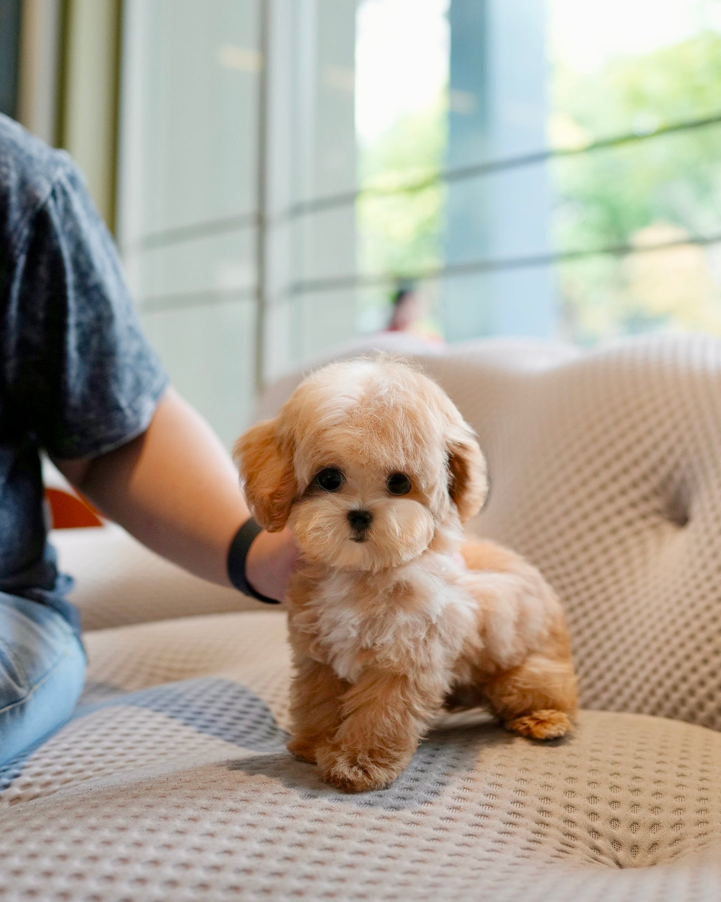 Cosmo - Maltipoo (Brown & White)