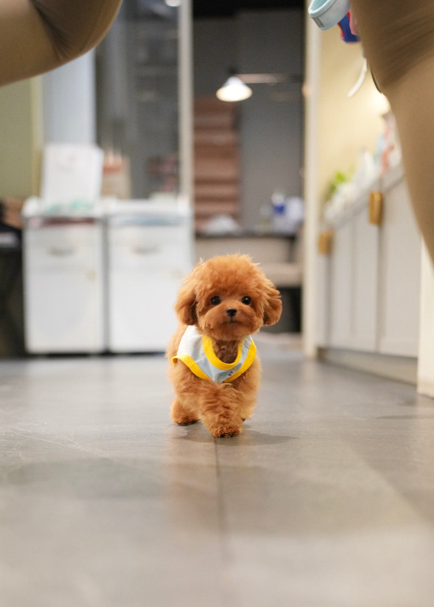 Luisa - Tiny Poodle (Red)
