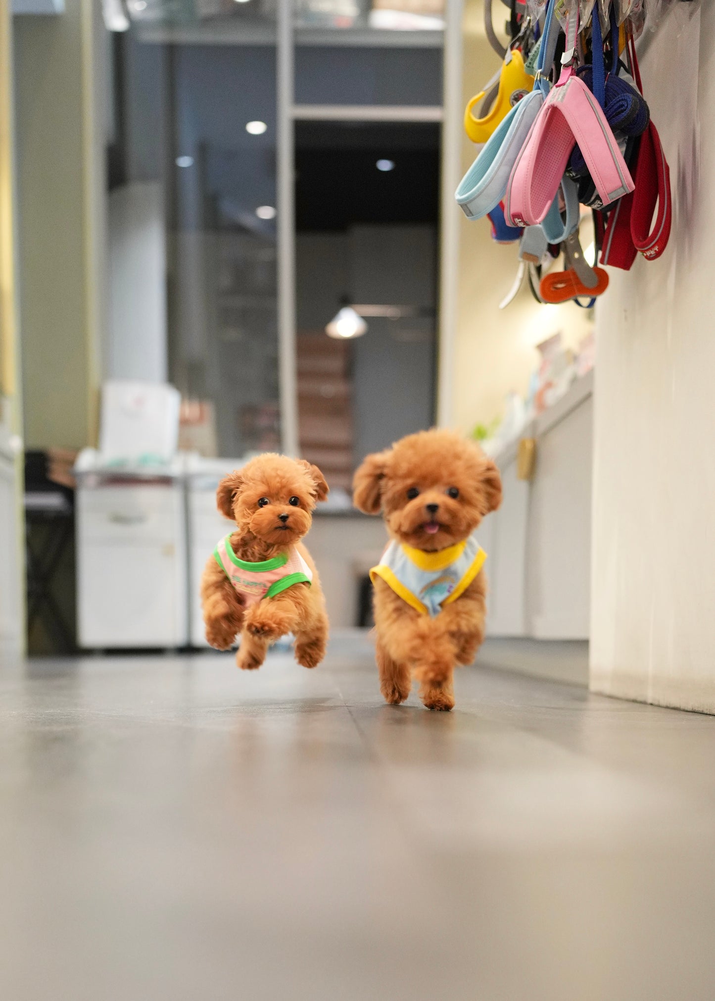 Luisa - Tiny Poodle (Red)