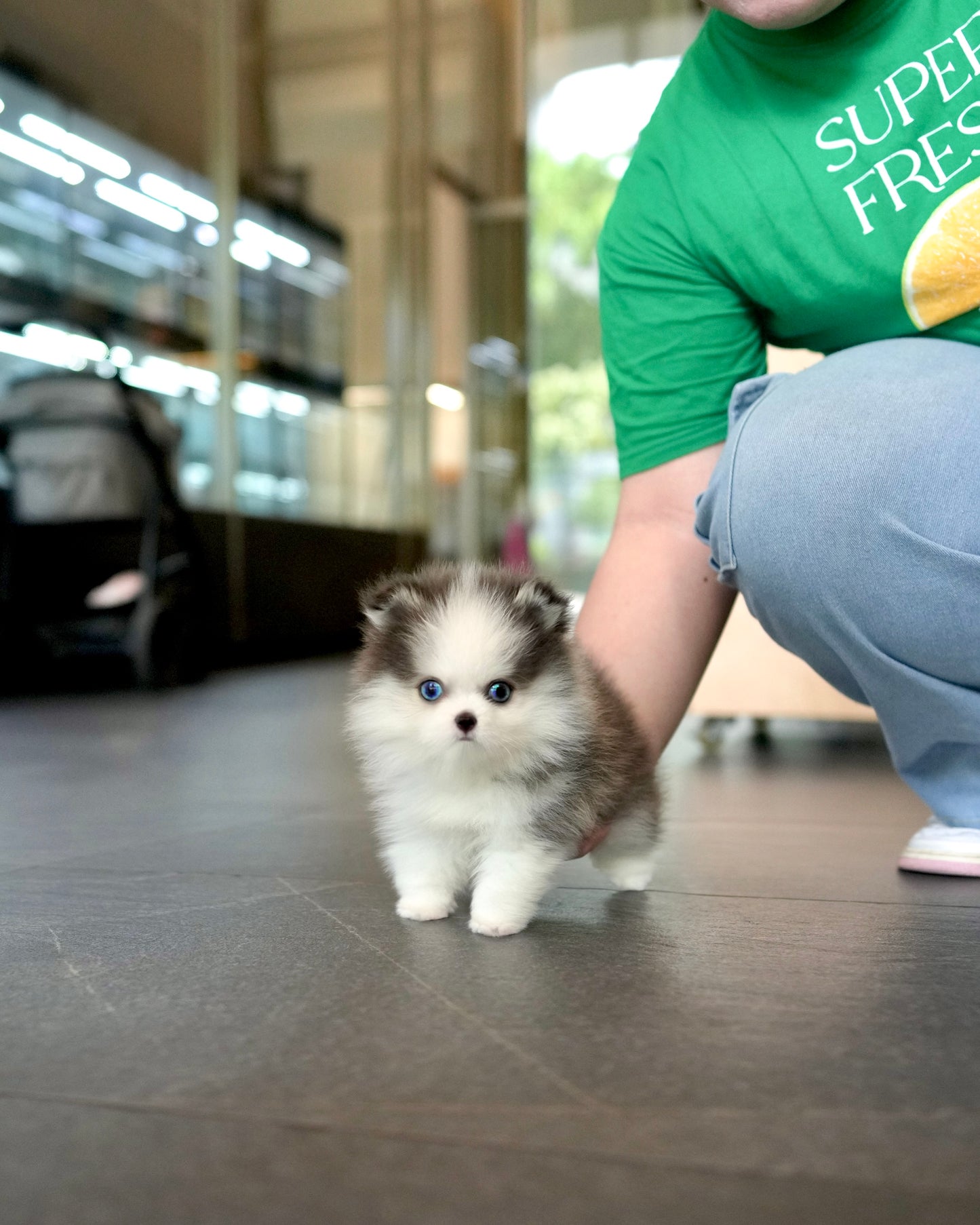 Ollie - Mini Pomsky (Black & White)