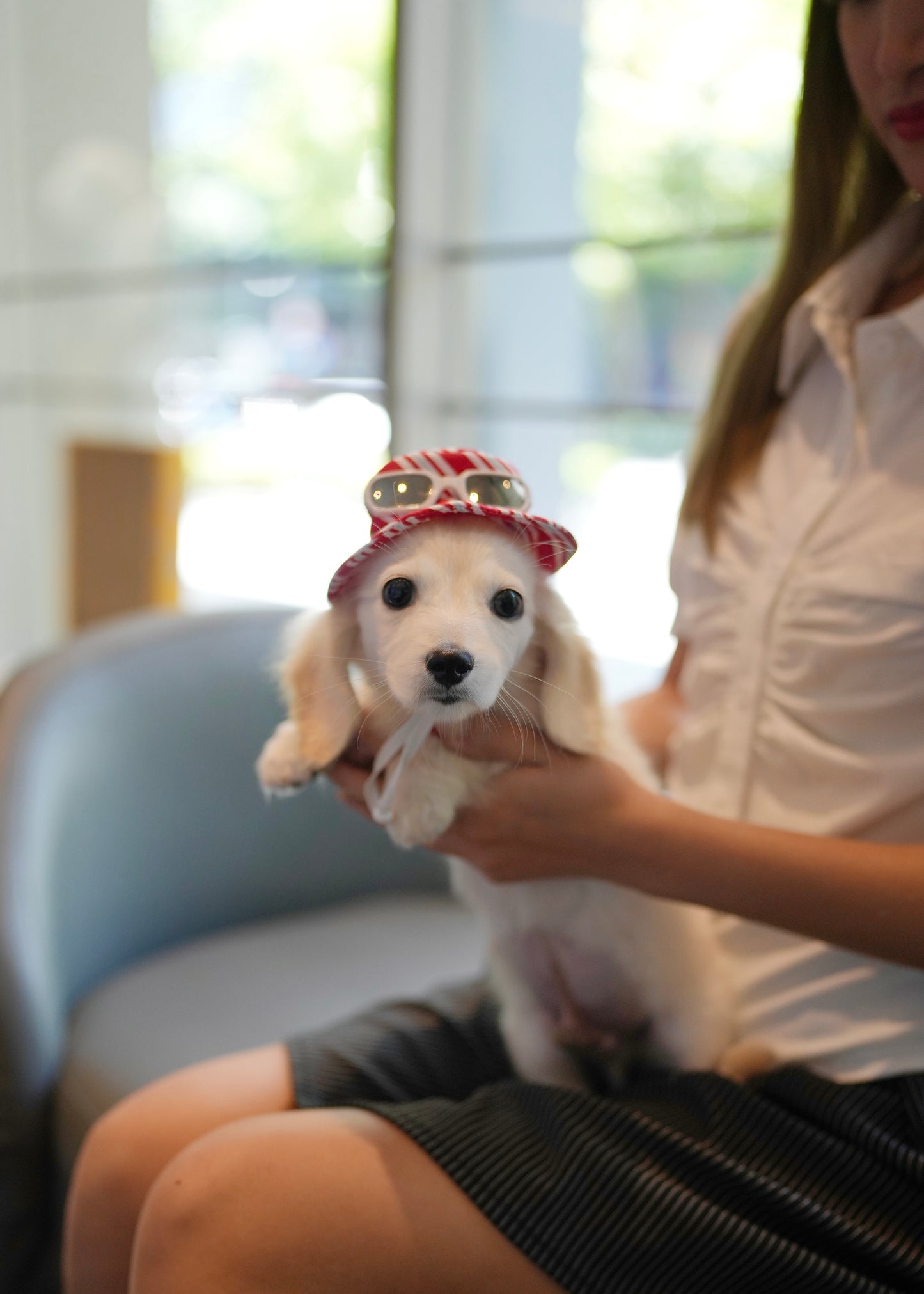 Blondie - Long Haired Dachshund (Cream)