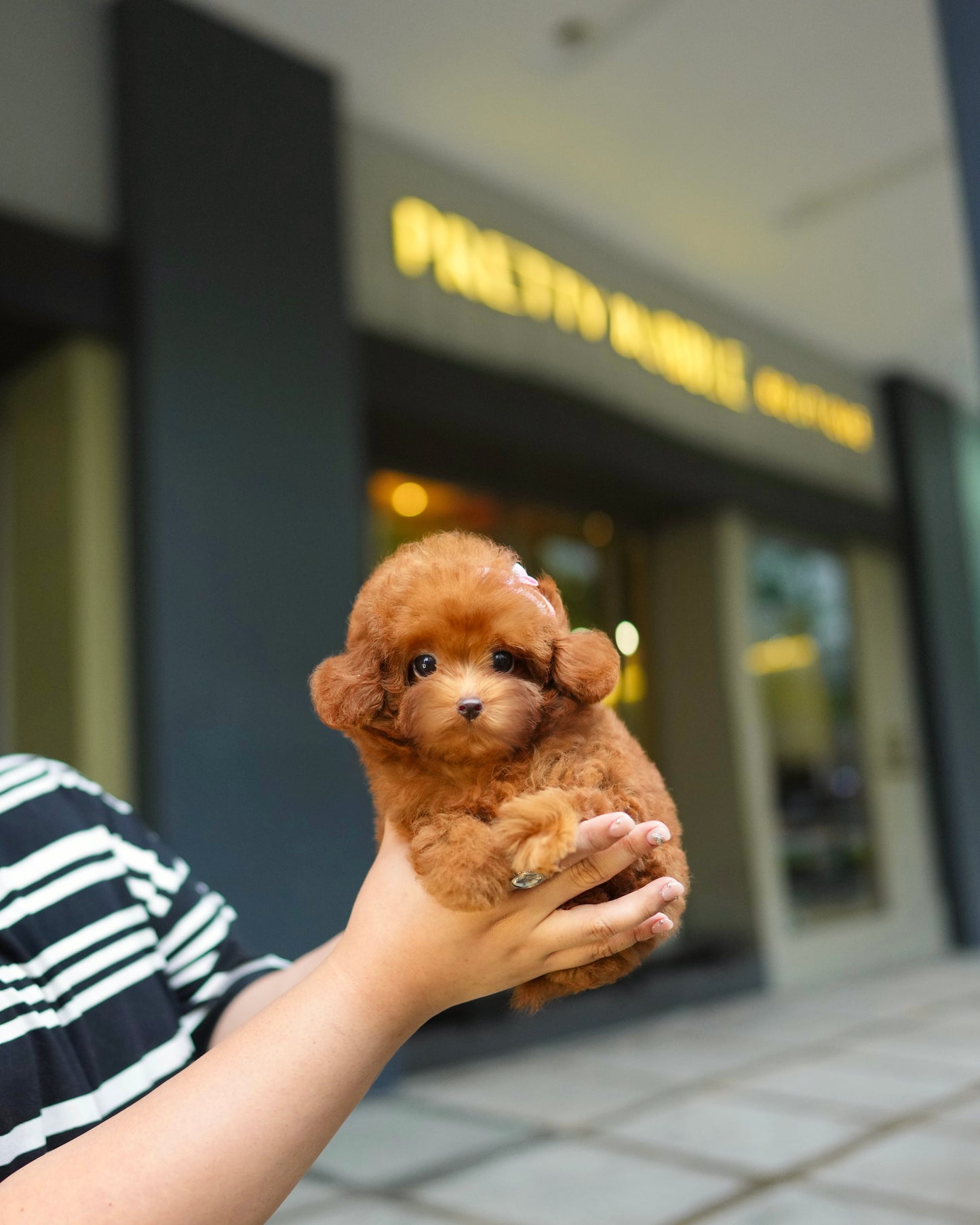 Naya - Tiny Poodle (Red)