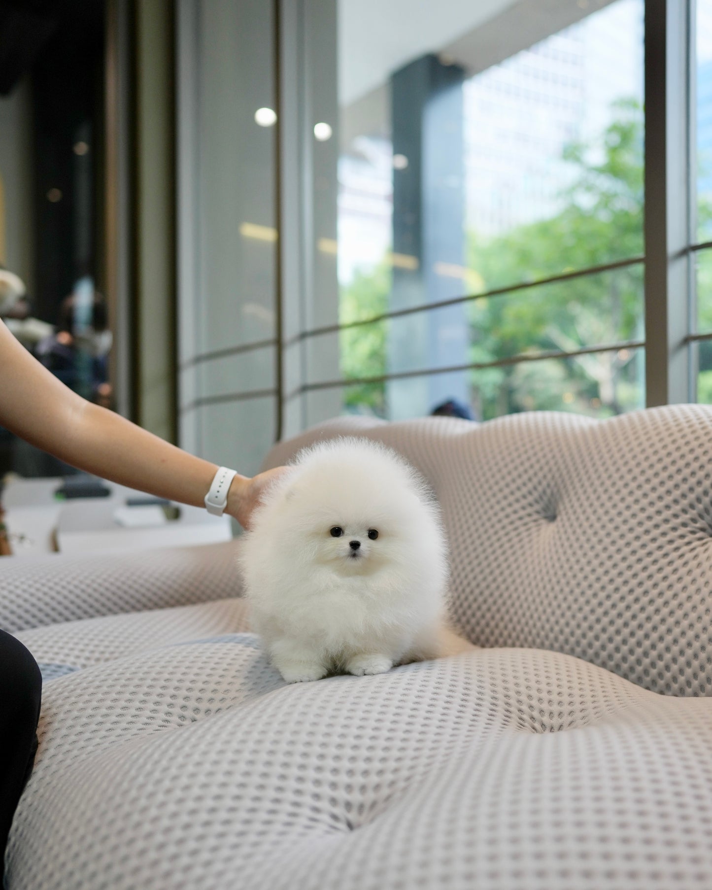 Joji - Pomeranian (White)