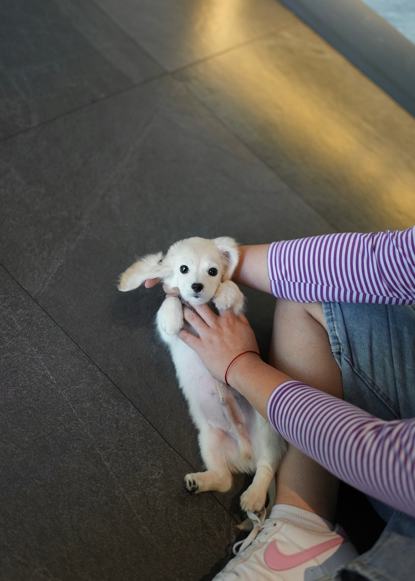 Blondie - Long Haired Dachshund (Cream)