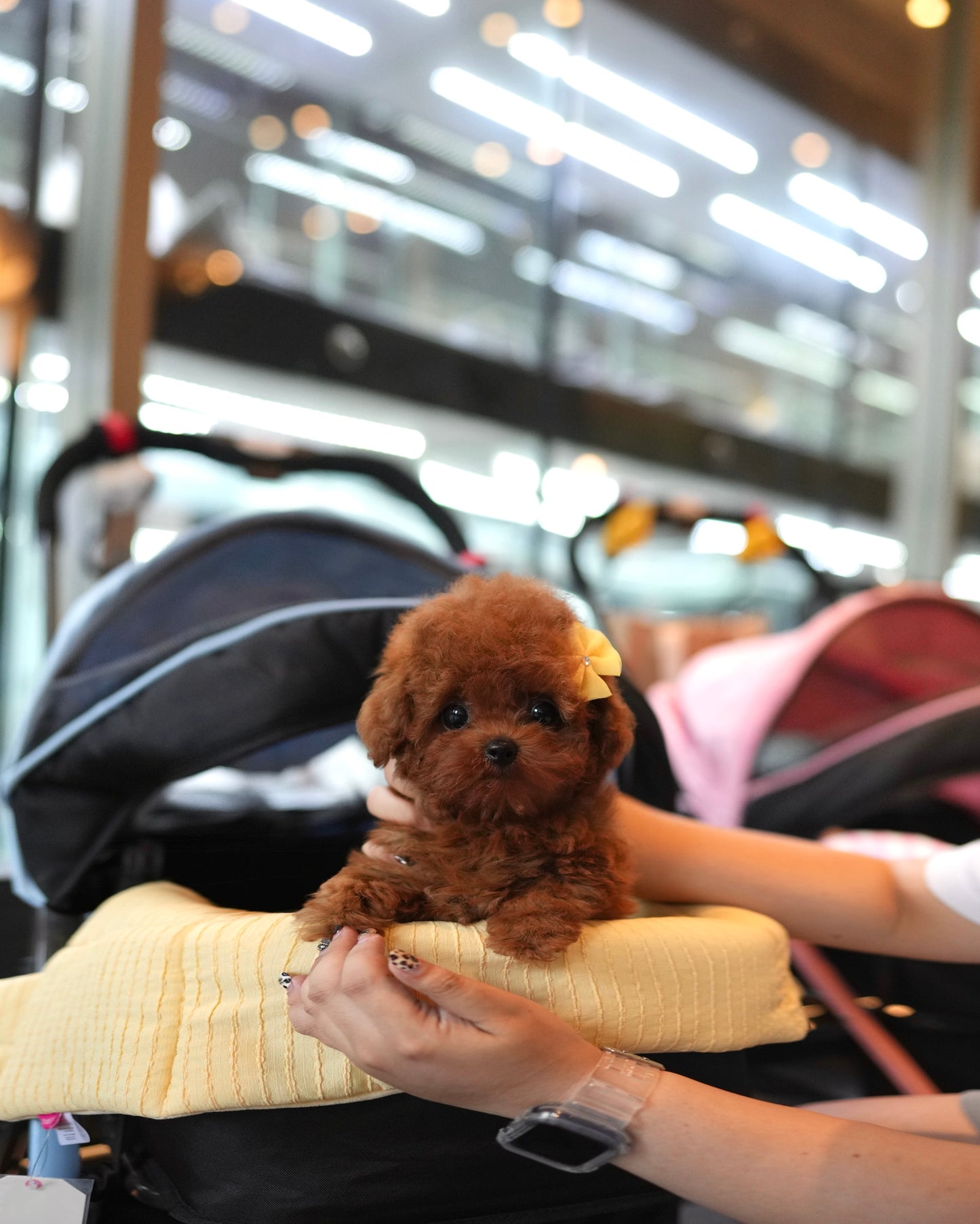Kai - Tiny Poodle (Red)