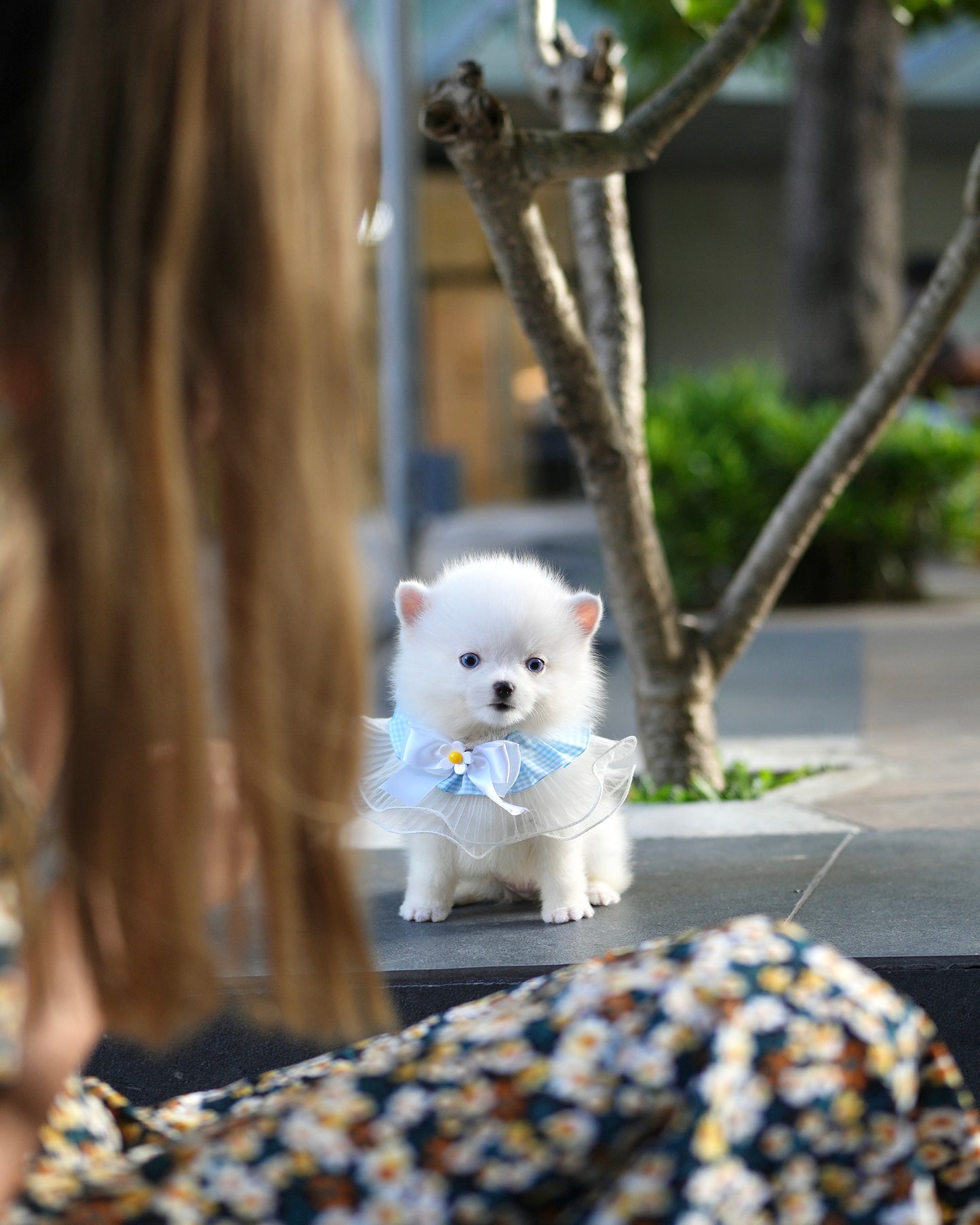 Elvis - Mini Pomsky (White)