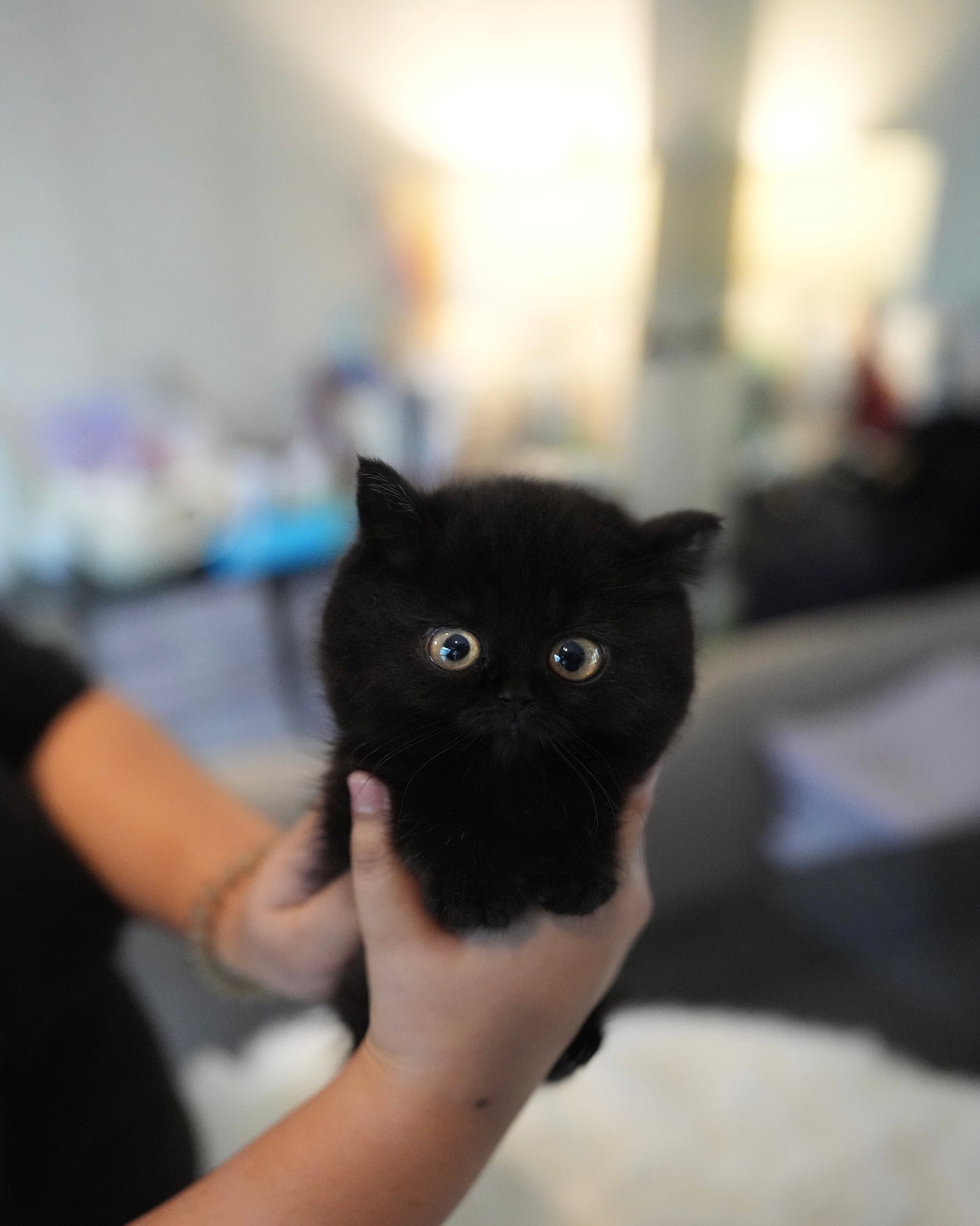 Lottie - Munchkin (Black)