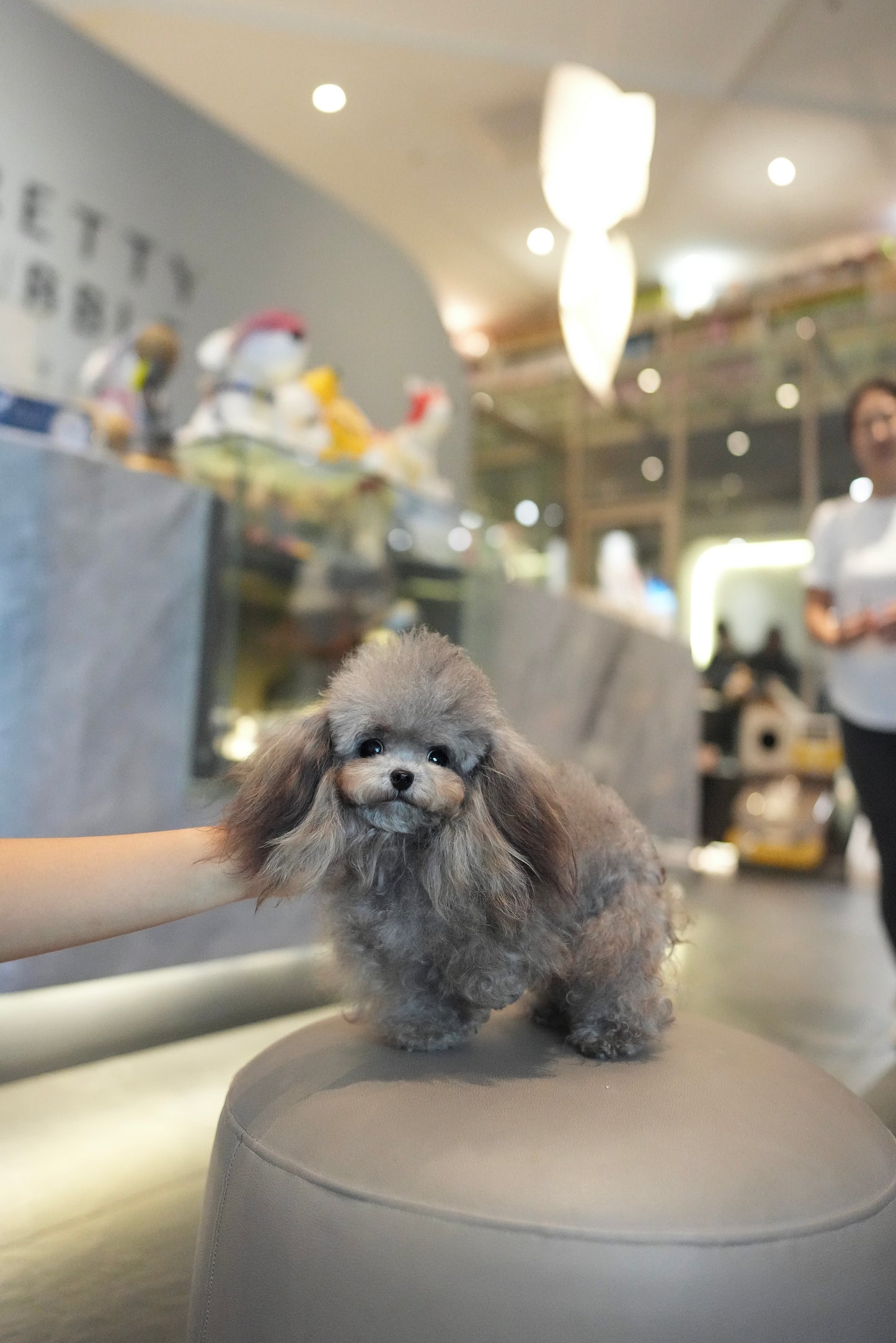 Elise - Adult Micro Poodle (Silver)
