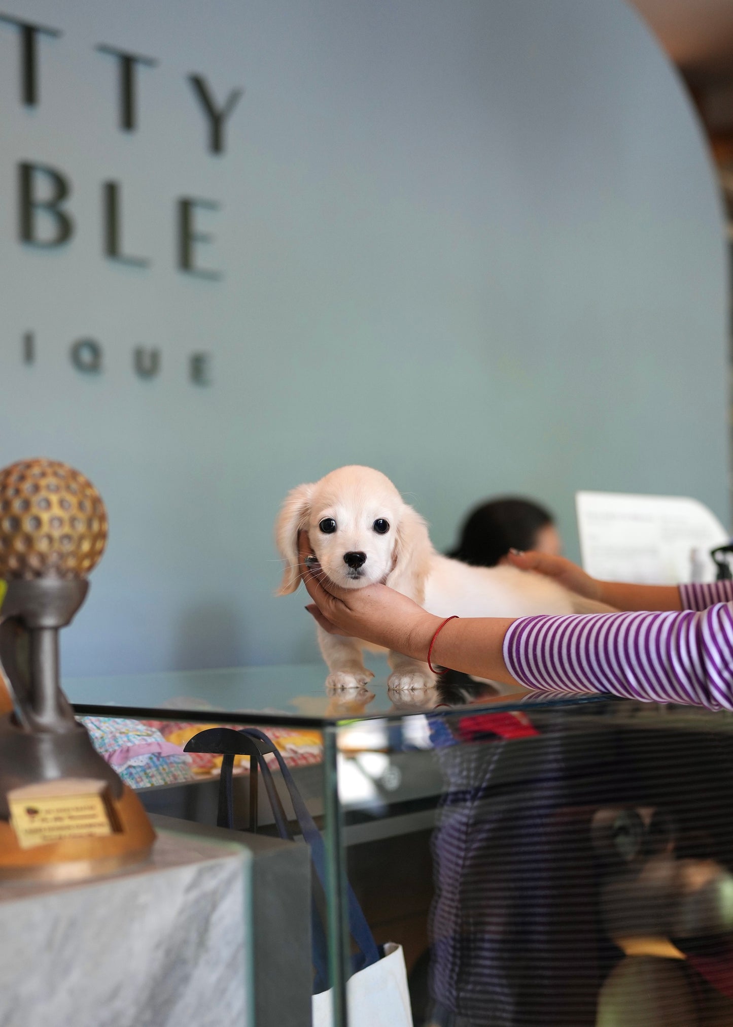 Blondie - Long Haired Dachshund (Cream)