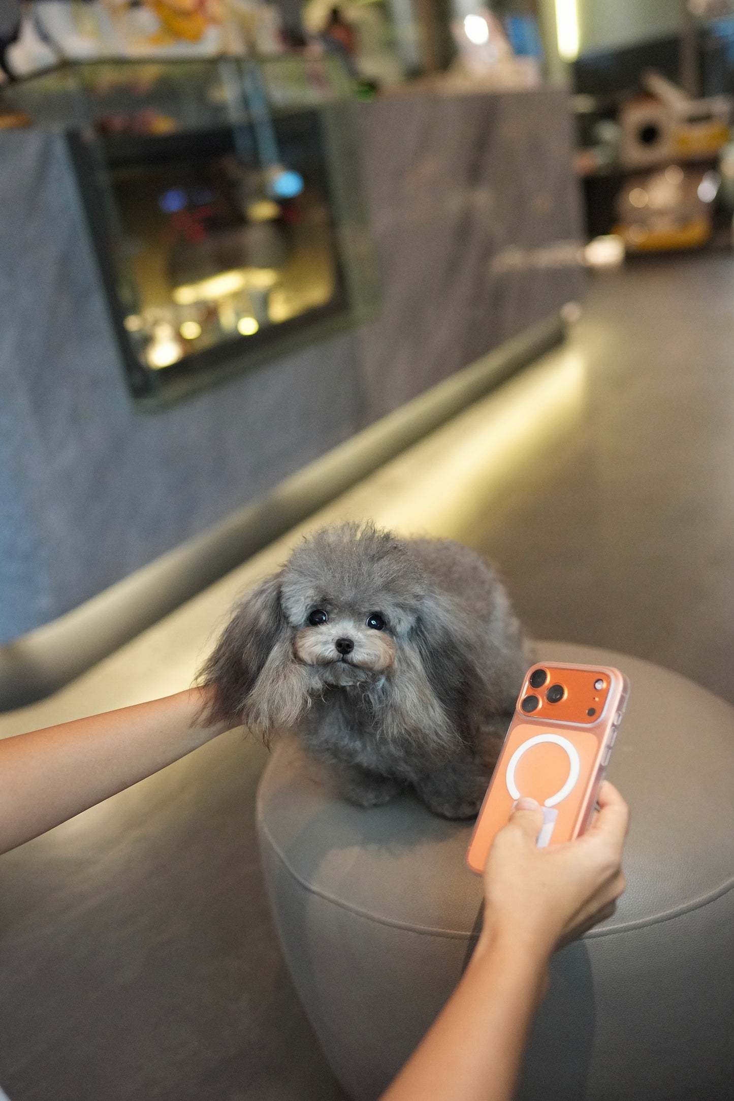 Elise - Adult Micro Poodle (Silver)